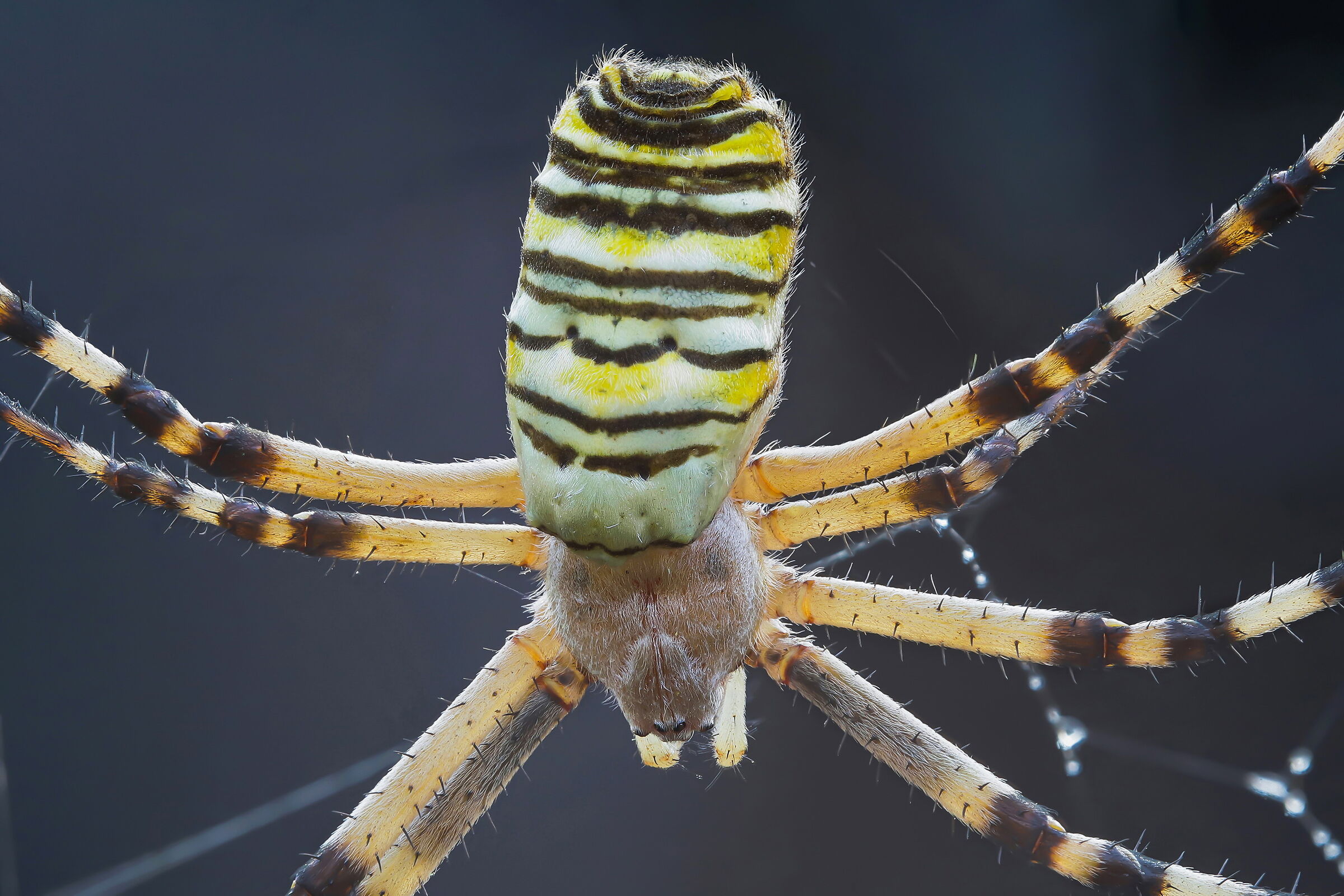 Argiope bruennichi