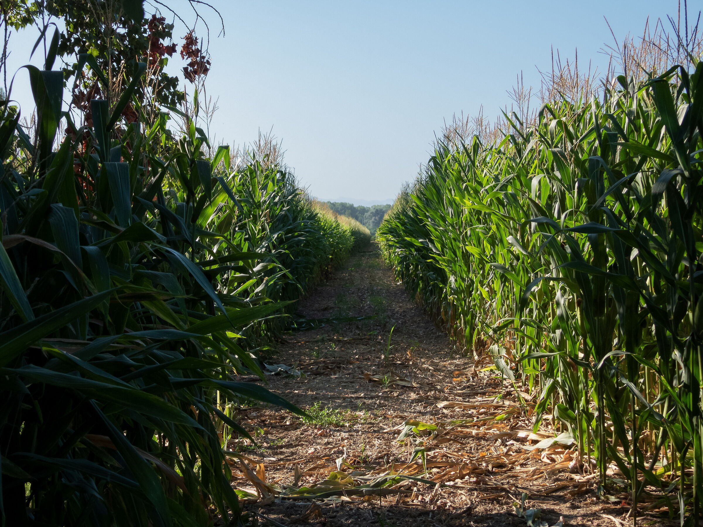 Maize field