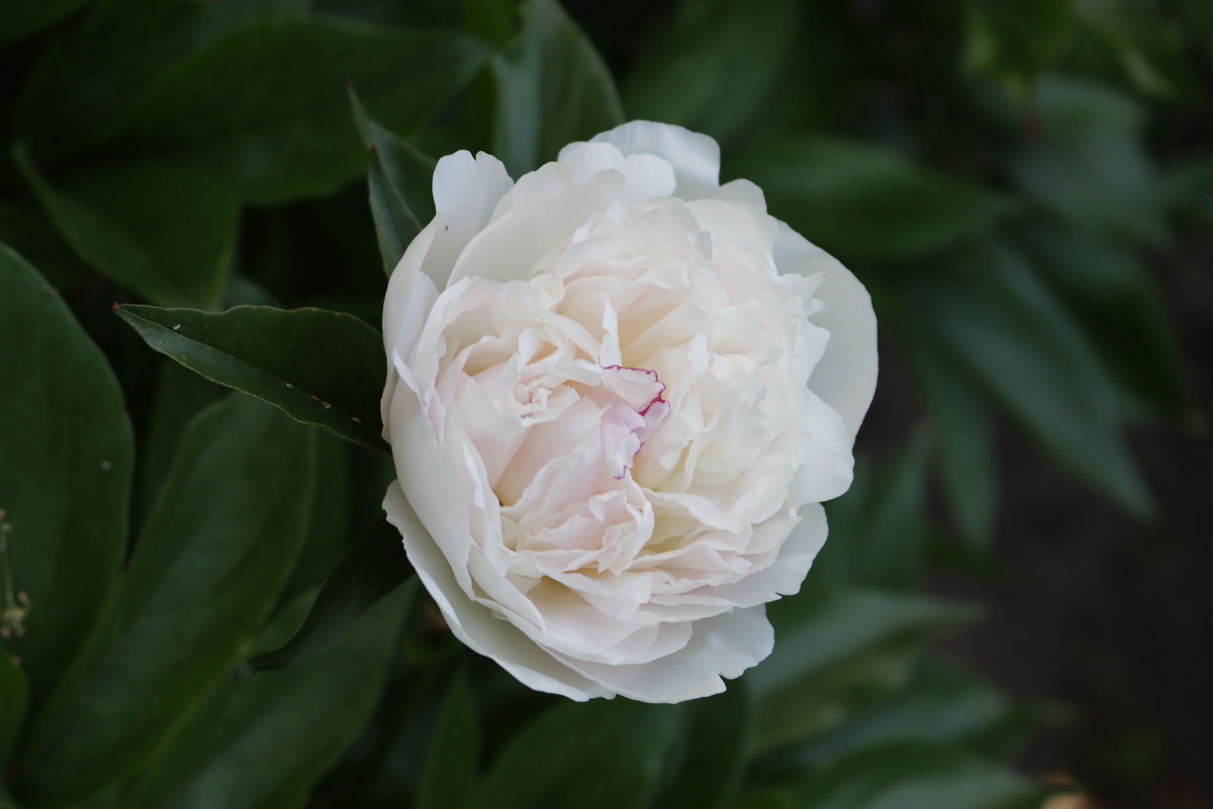 Paeonia Bianca