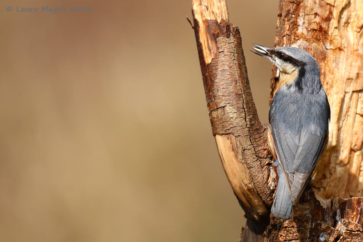 Una luce nell'occhio