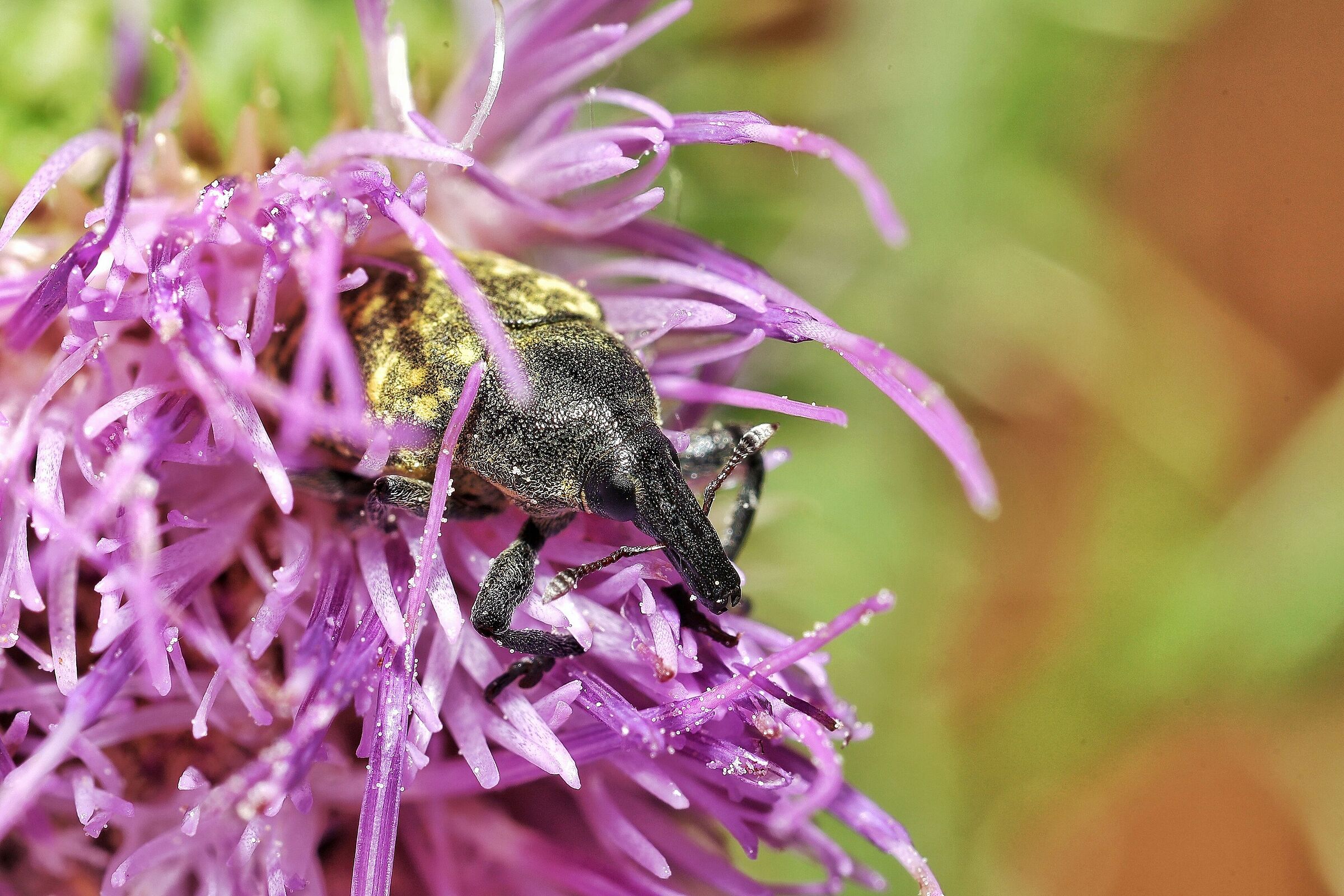 Larinus cynarae &female;