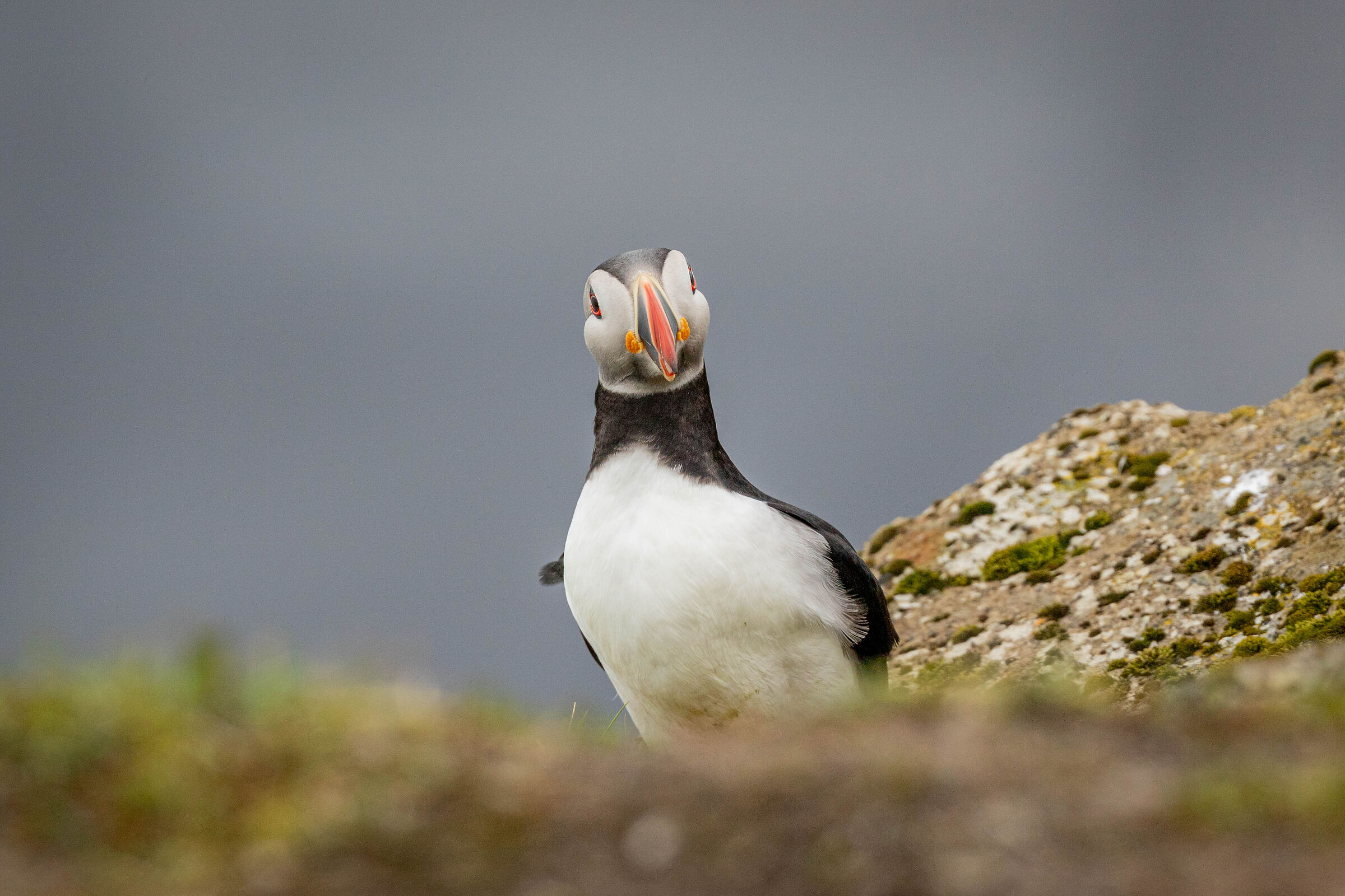 Puffin, Iceland