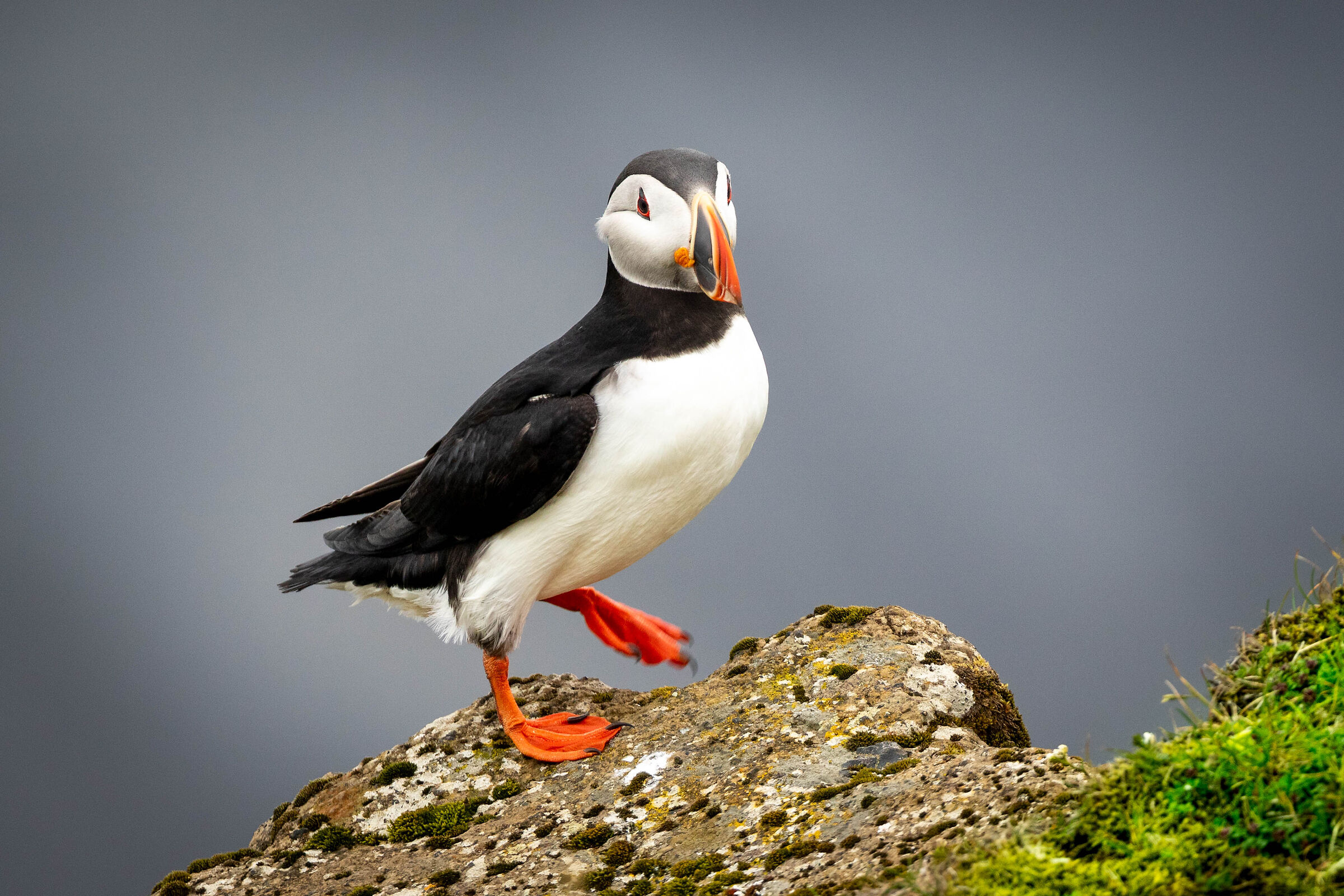 Puffin II, Iceland