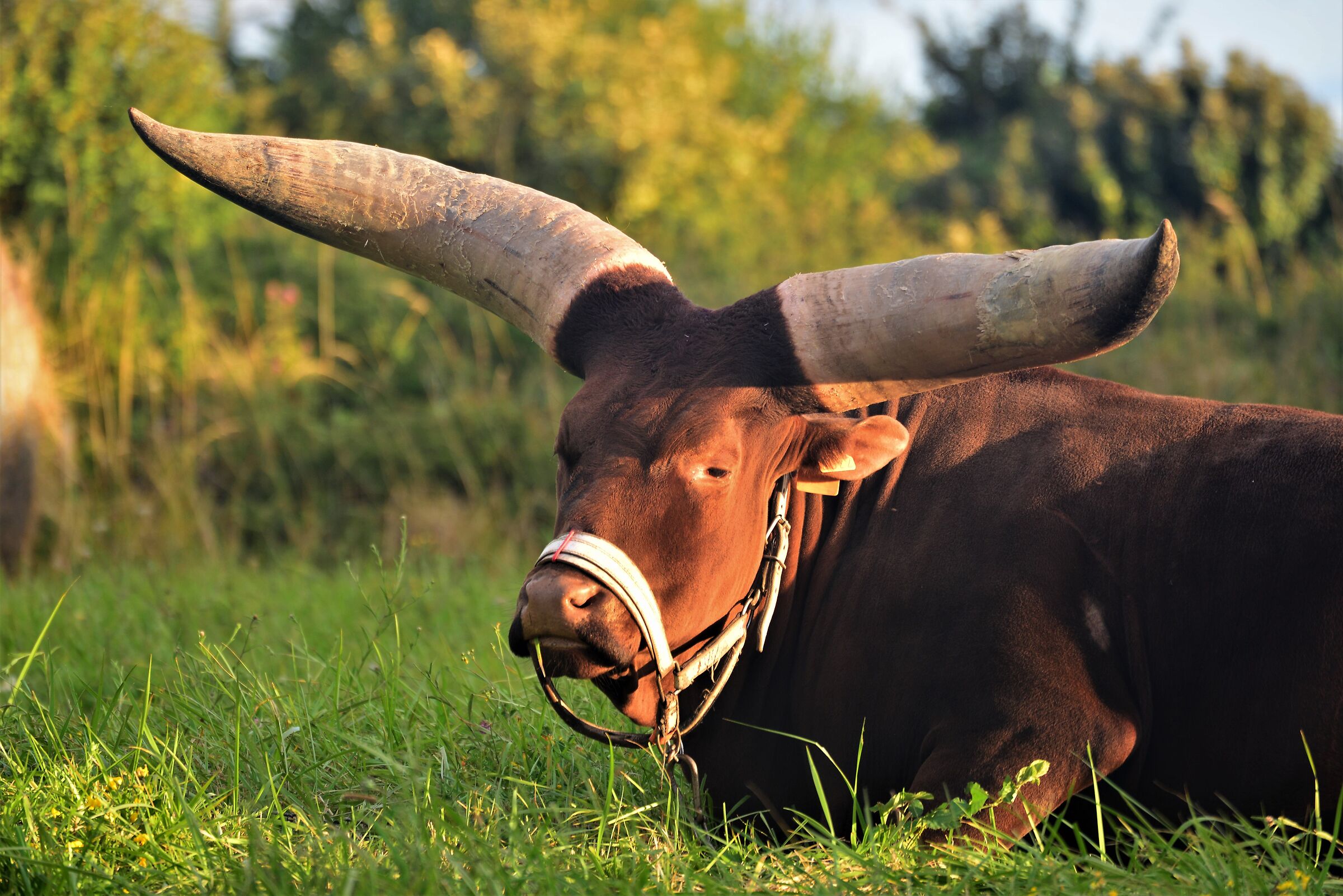 Incontri nei prati bretoni