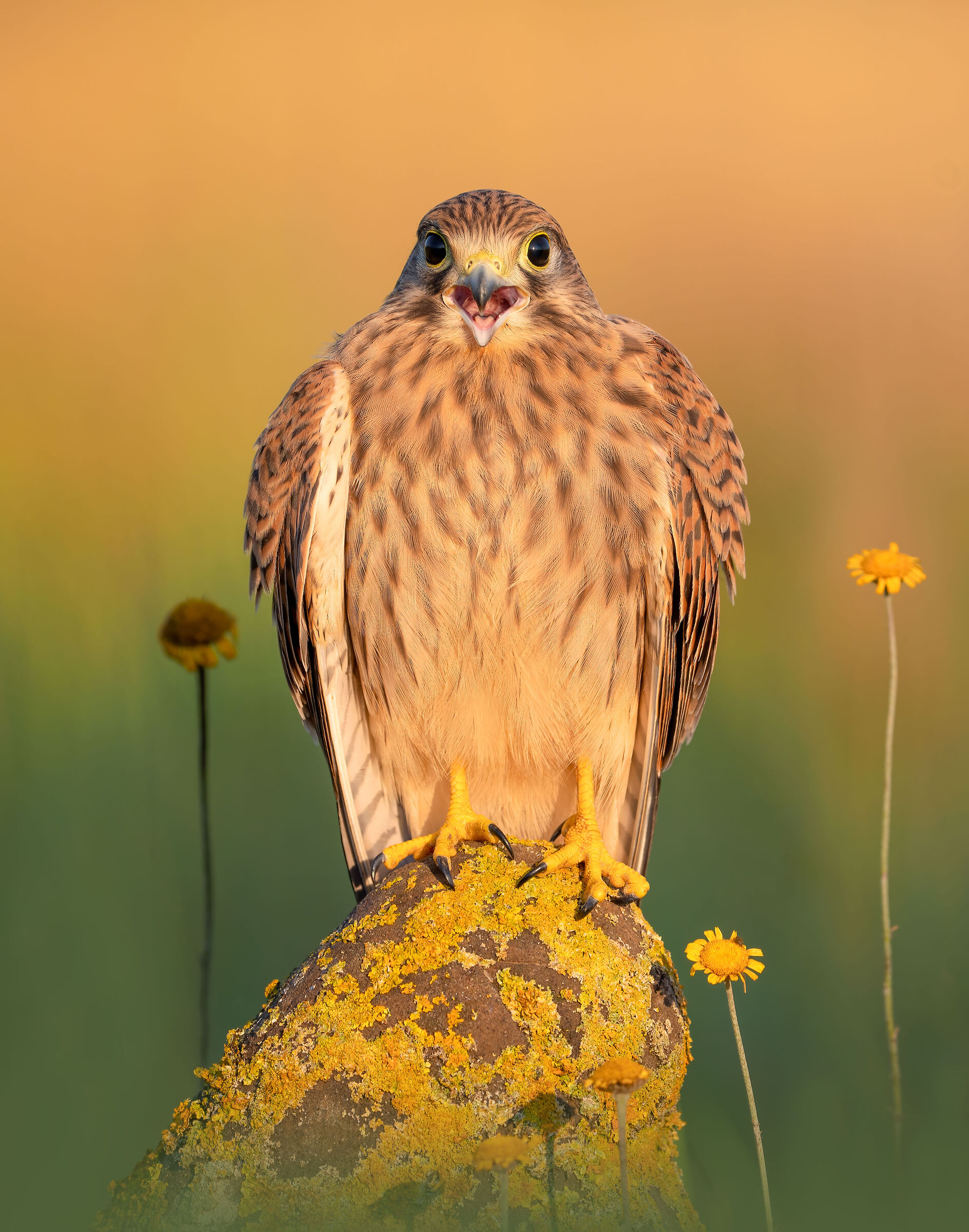 young kestrel