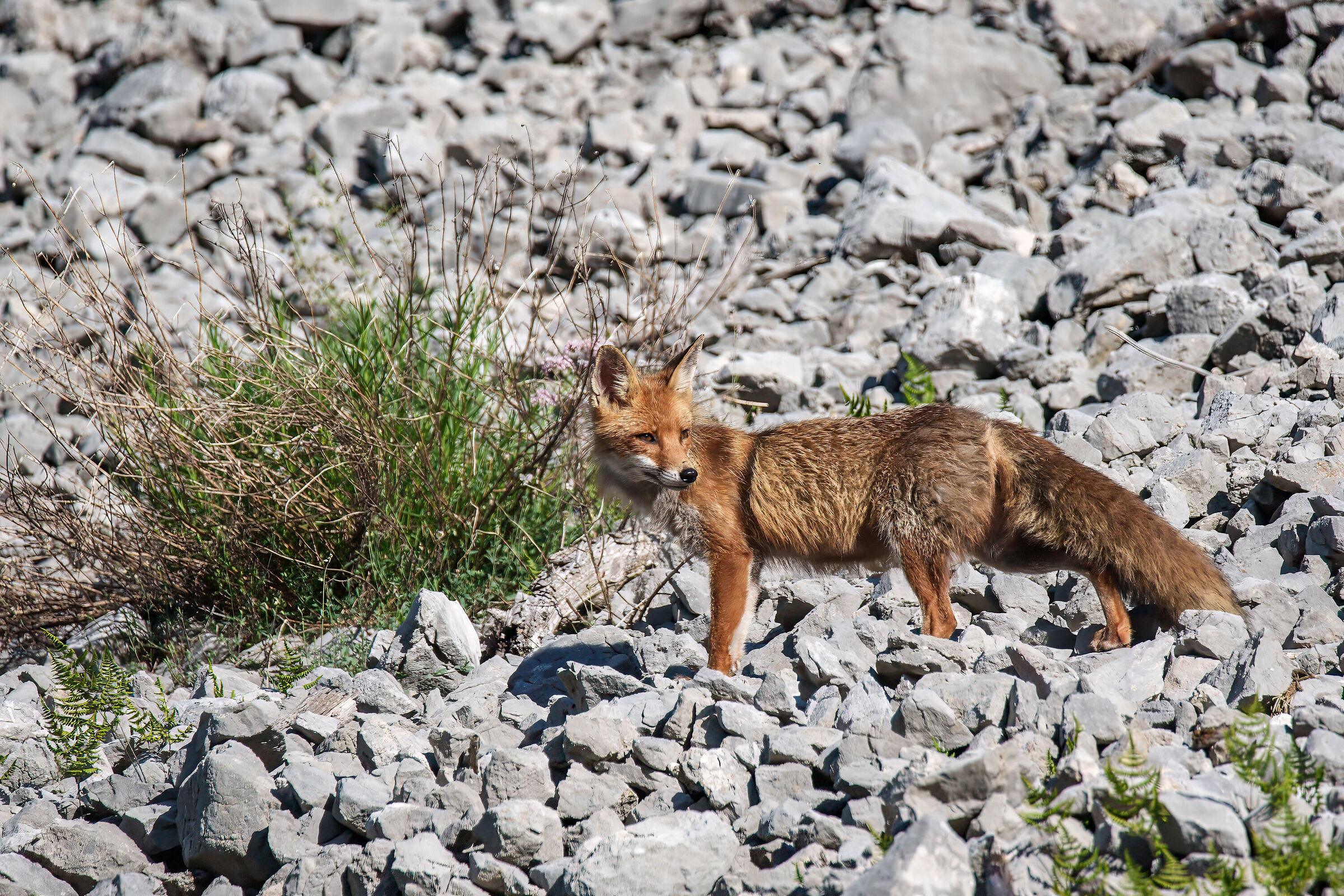 Walking fox