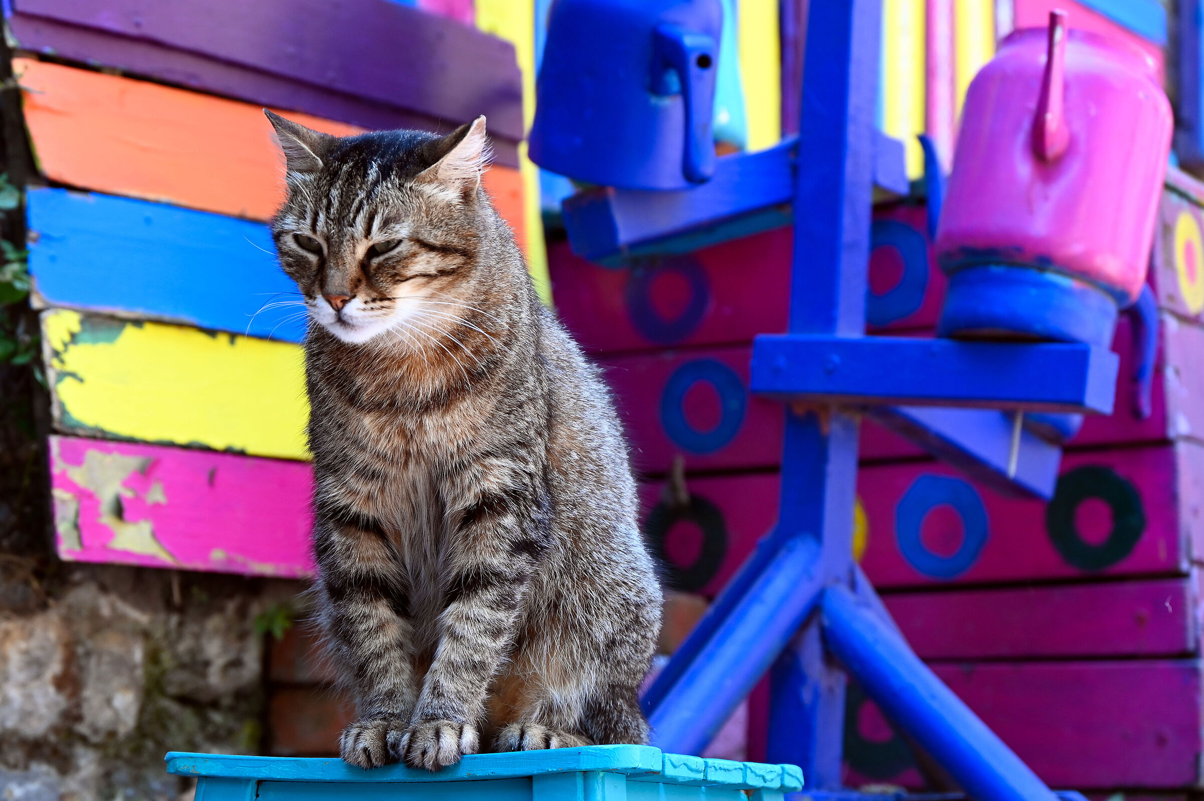 Istanbul, Balat - Vita da gatti