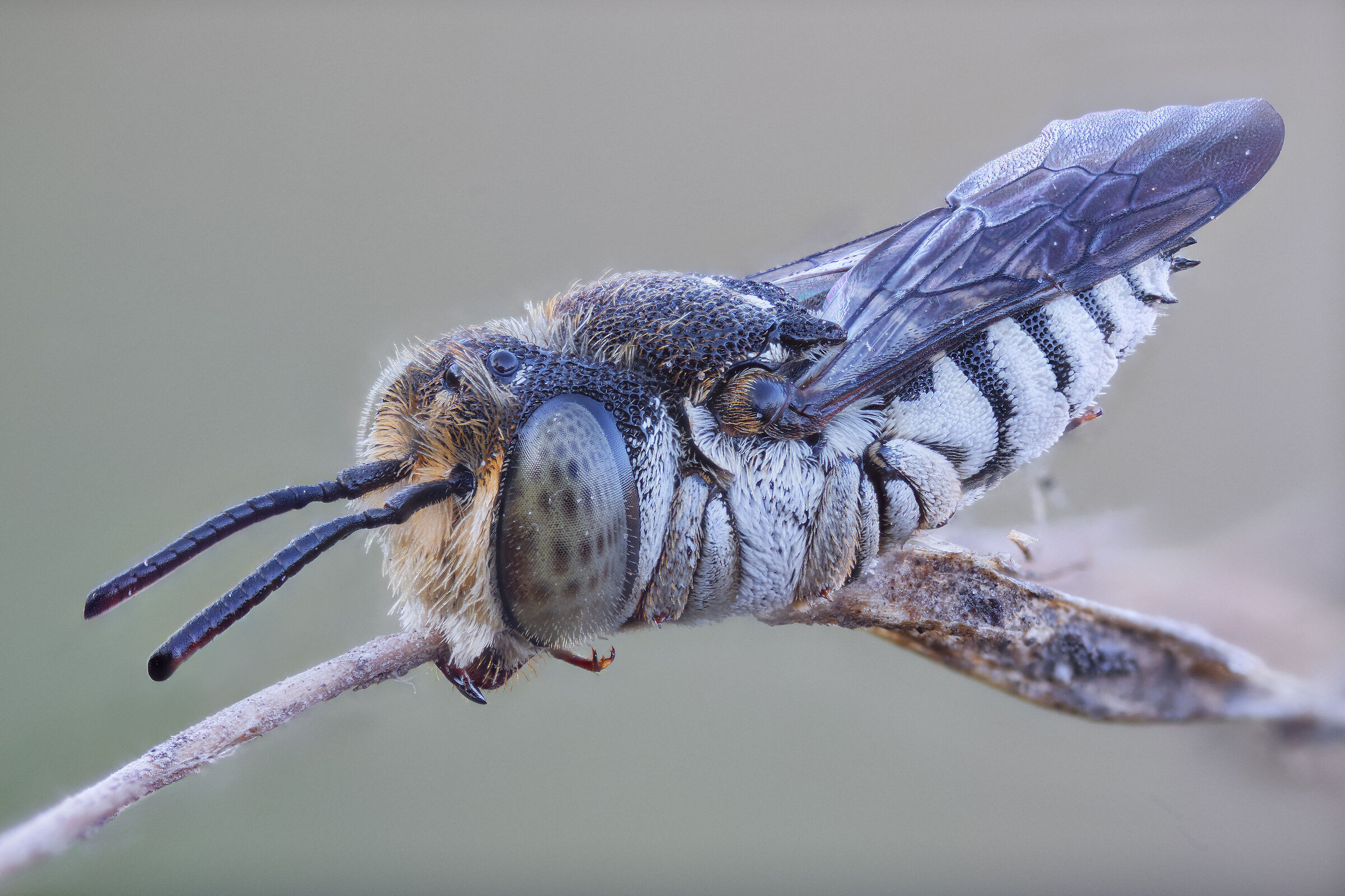 Coelioxys sp. z o.o.