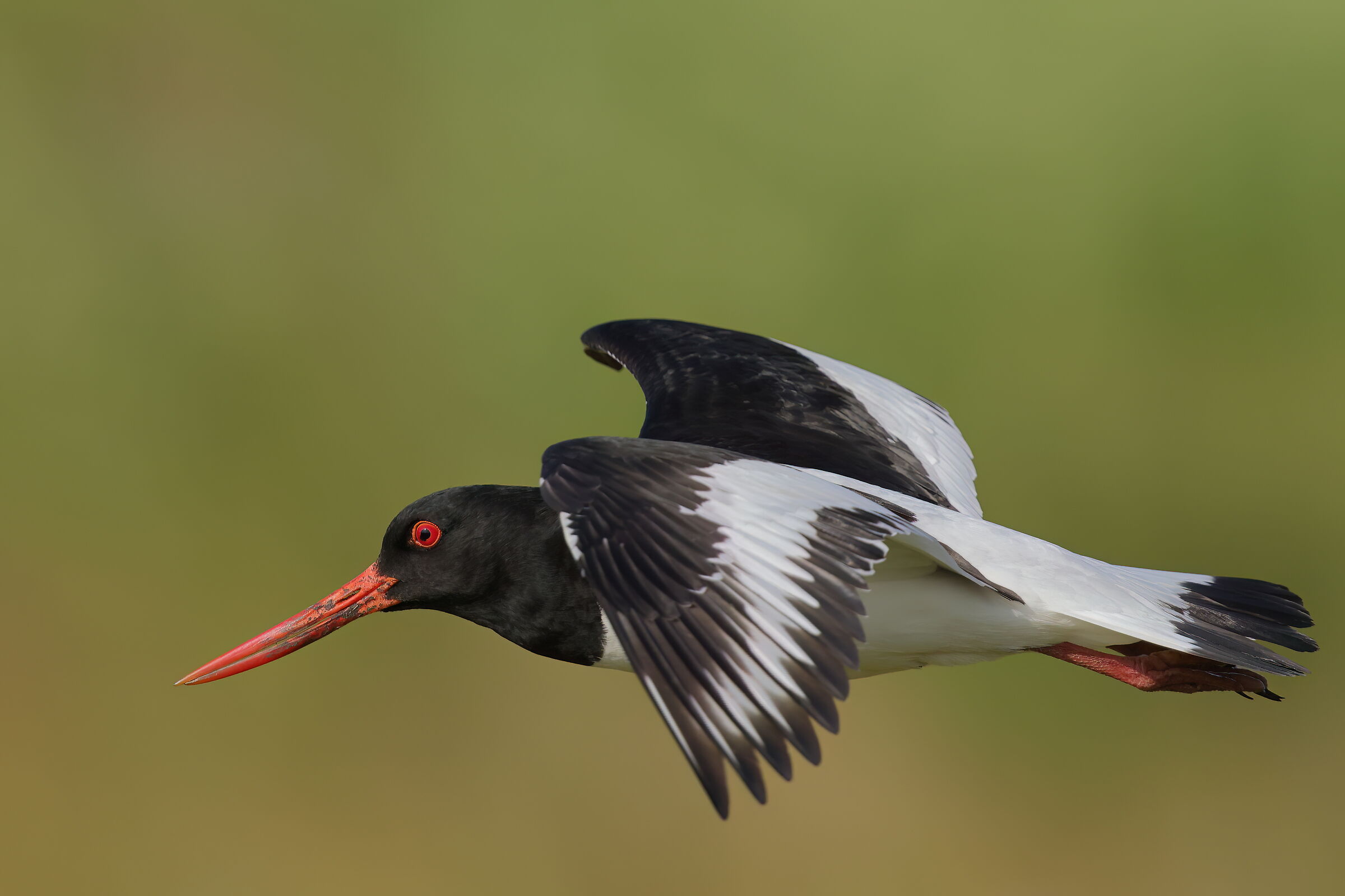 Oystercatcher