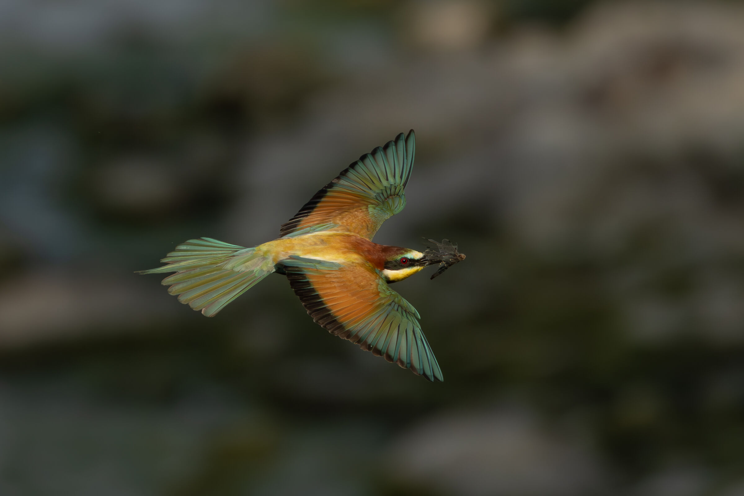 bee-eater