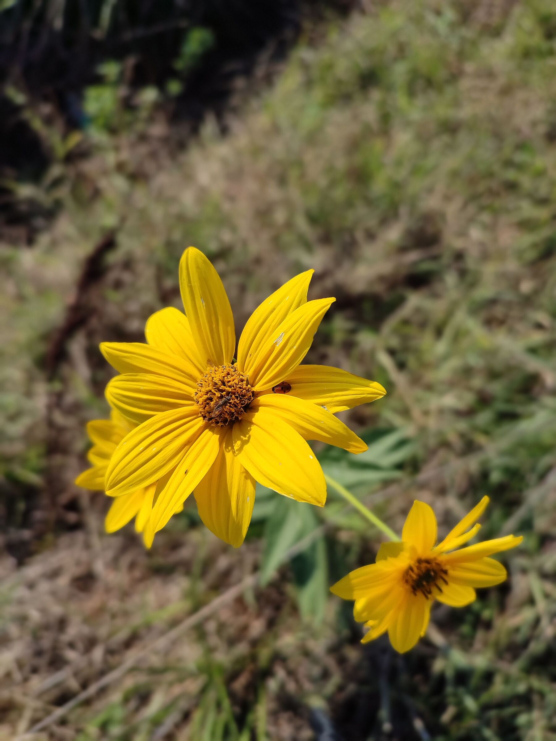 Fiore con ospiti