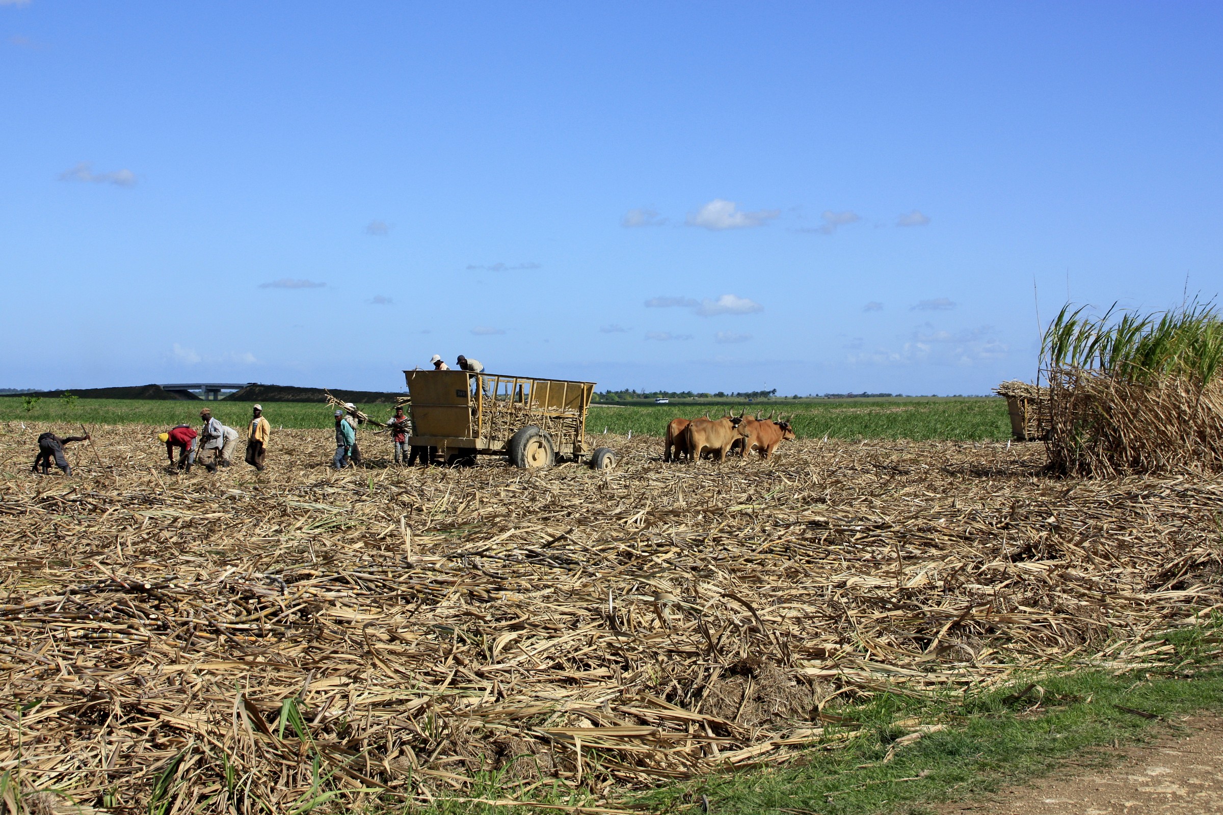 La raccolta delle canne da zucchero
