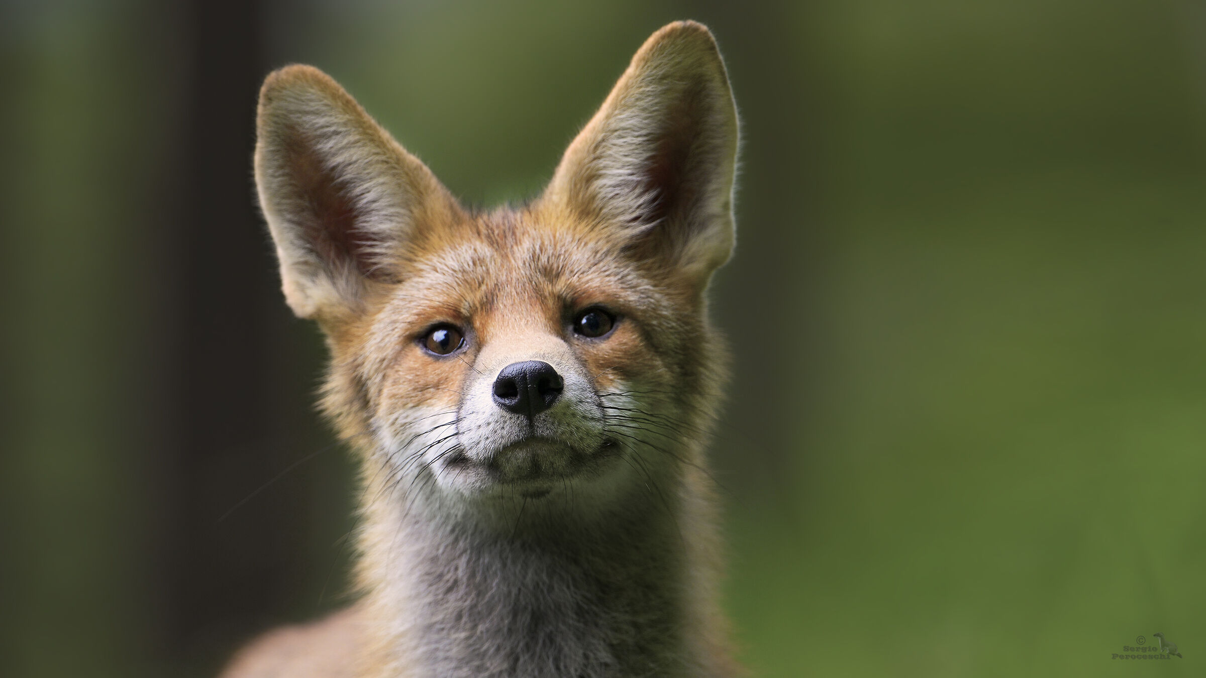 When you expect some birds and the fox arrives