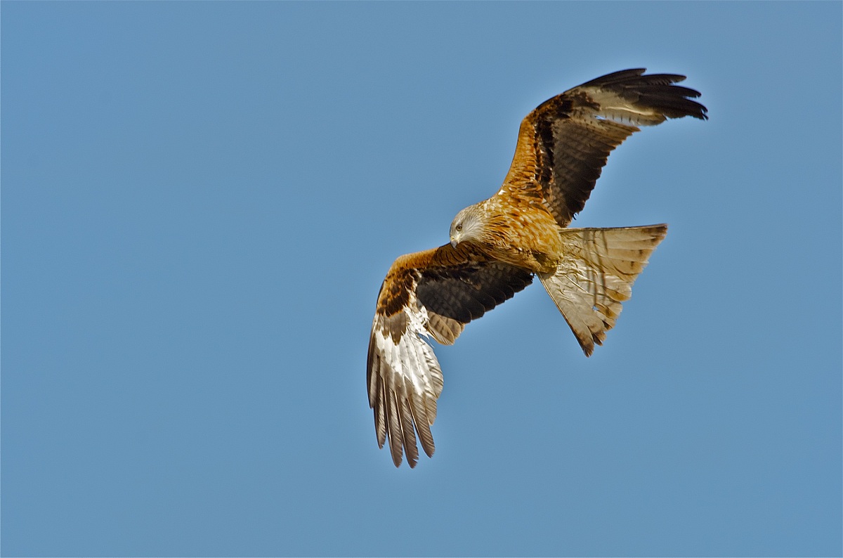 Red Kite with fantail