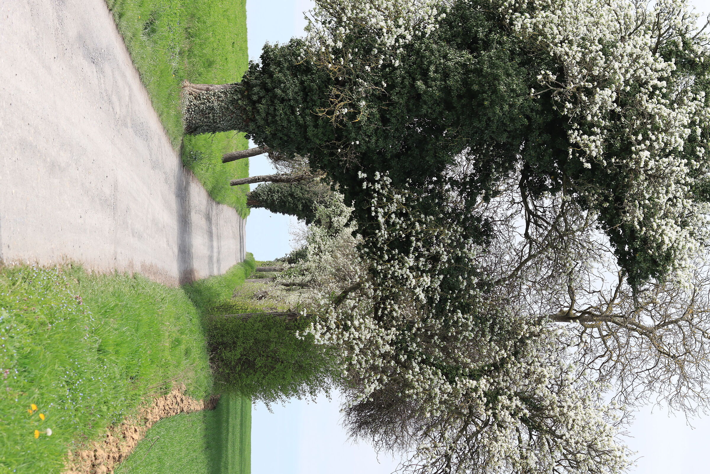 Porta Primavera