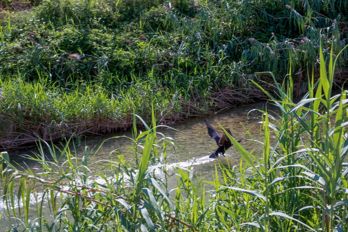 Cormorant on the run