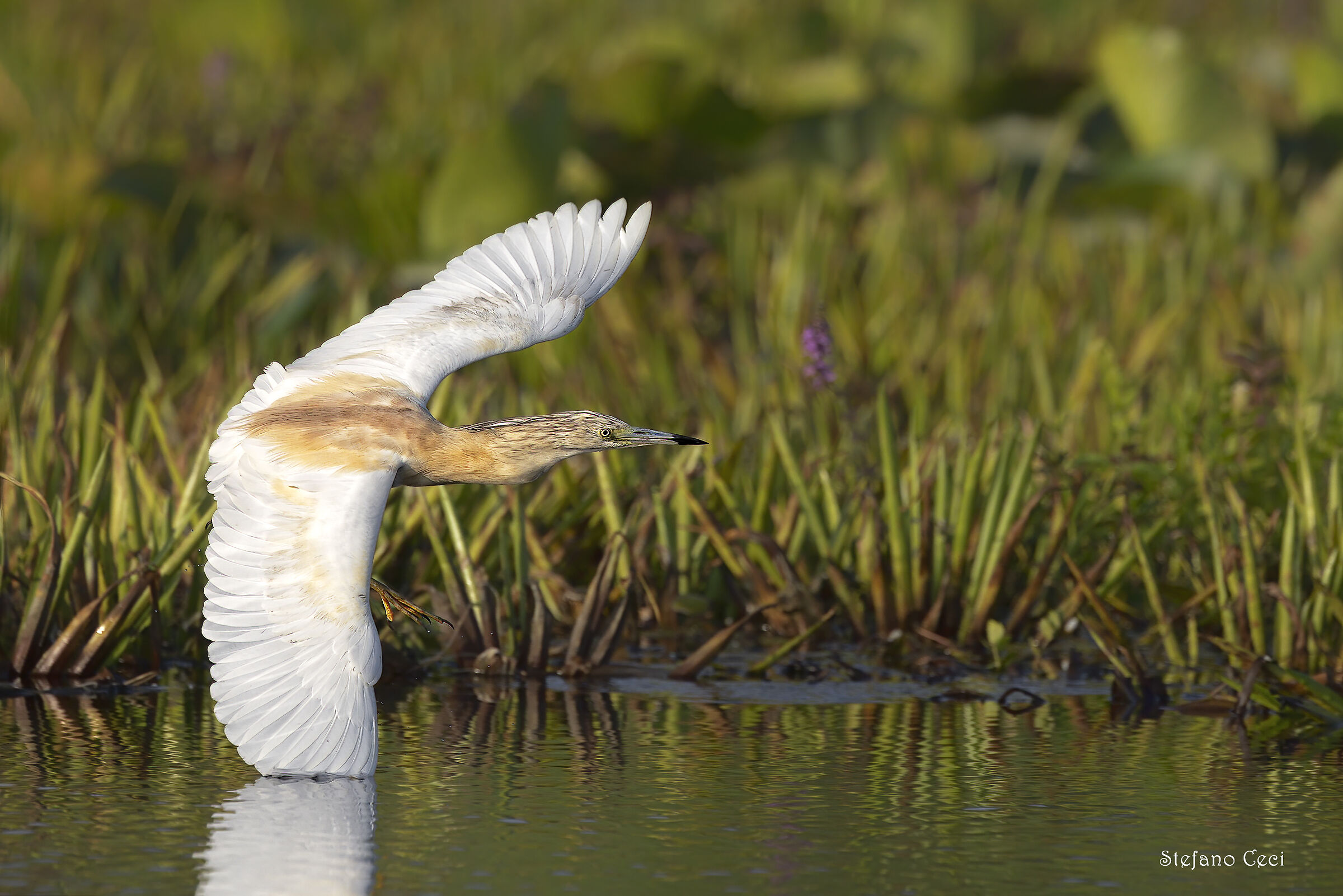 Squacco gauze in turn