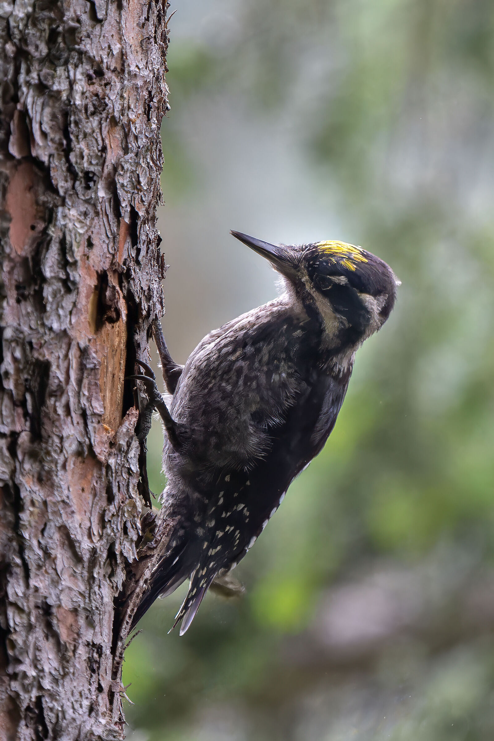 Three-toed woodpecker