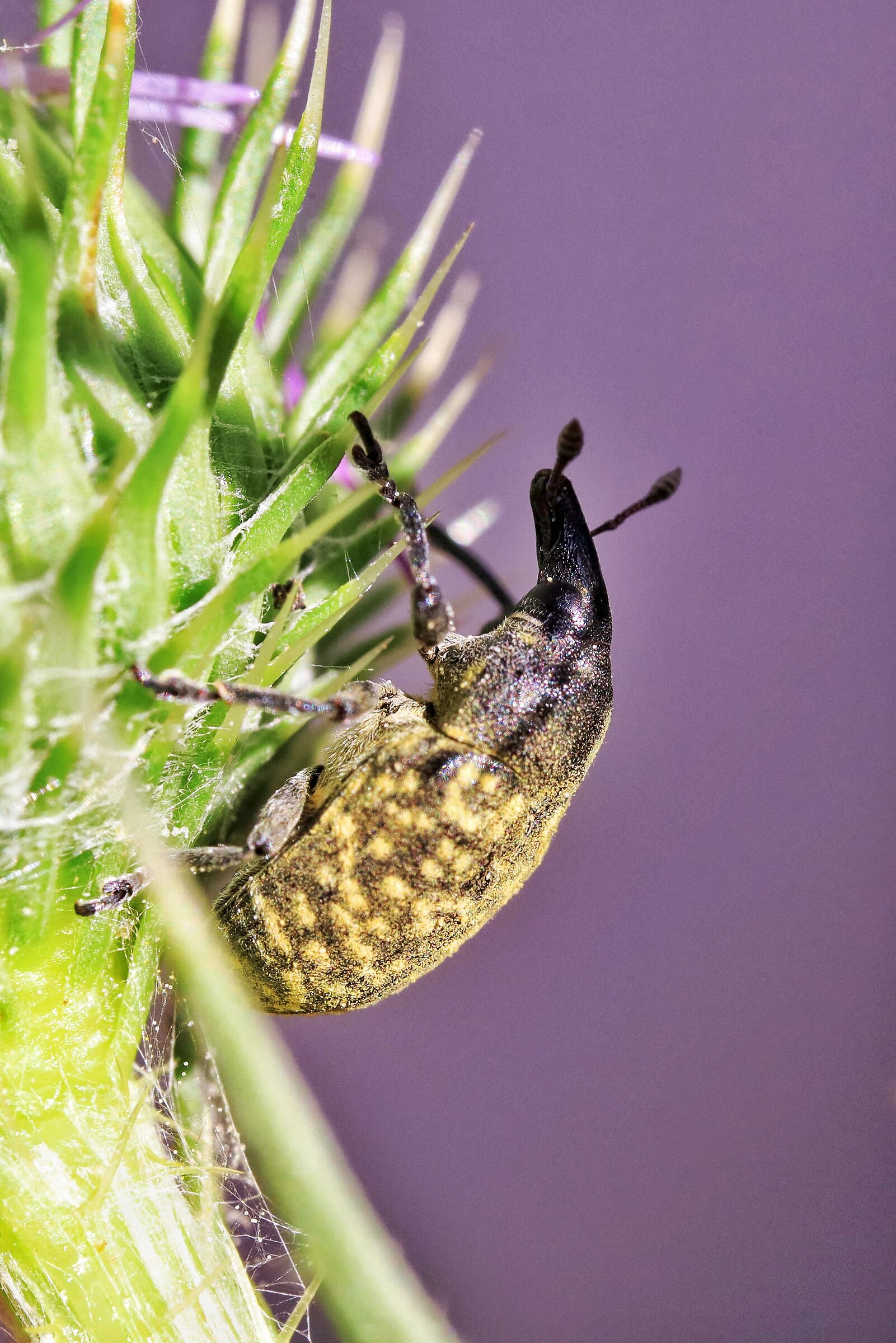 Larinus cynarae &female;