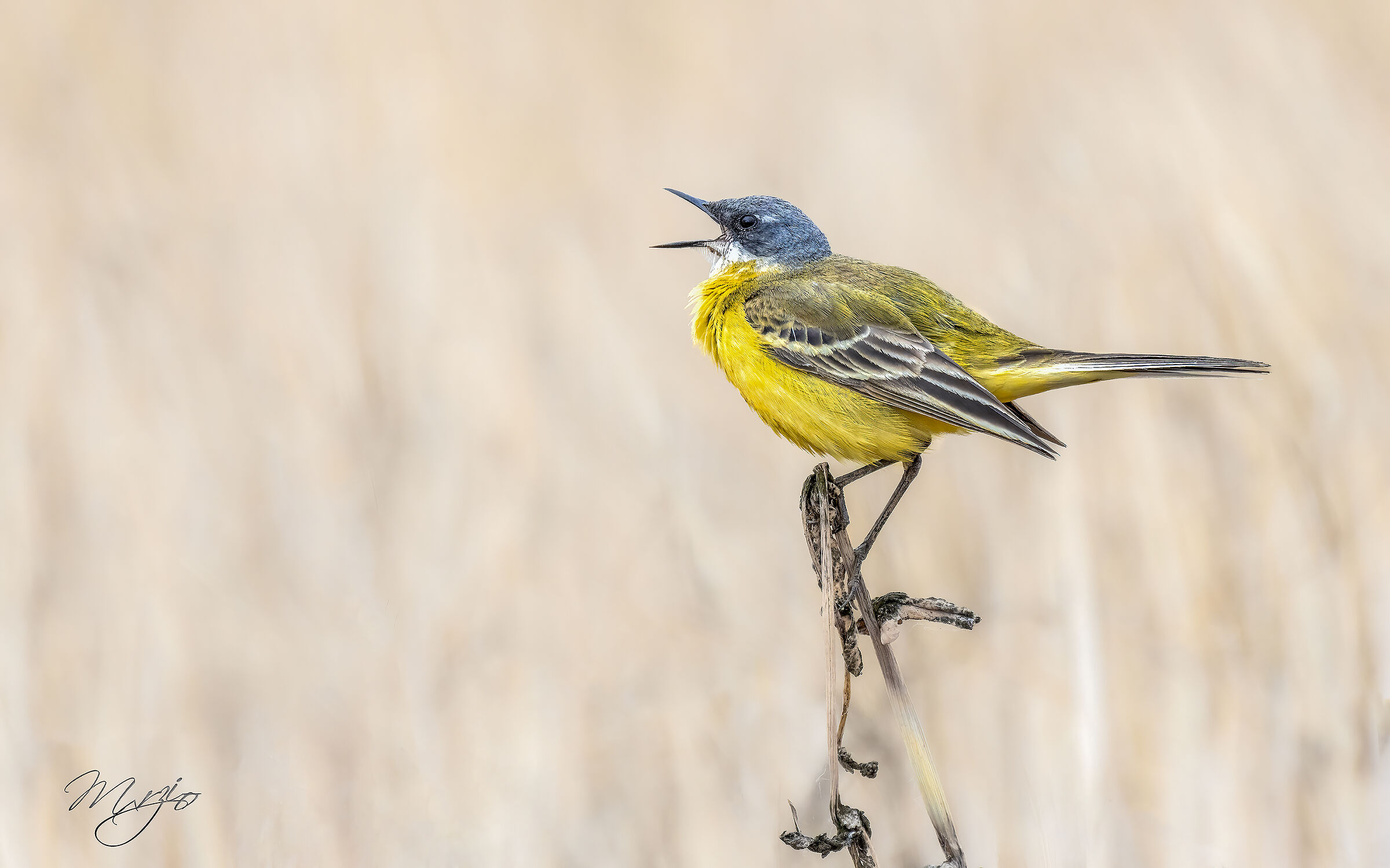 Cutretola in canto (Montacilla flava)