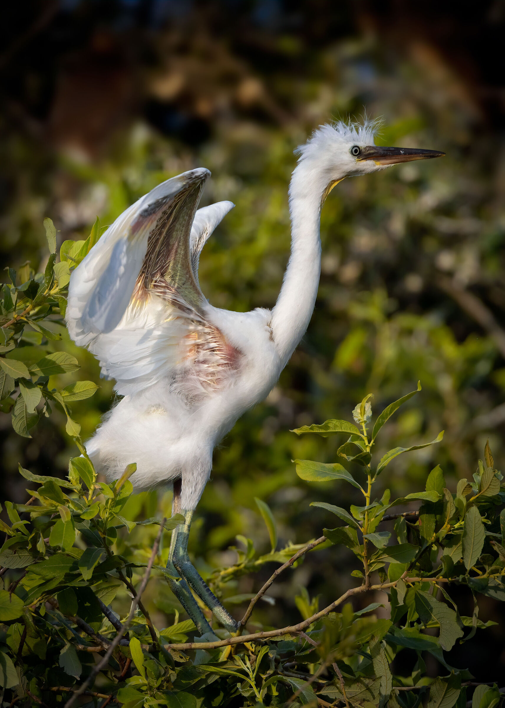 Prove di volo per la giovane Garzetta
