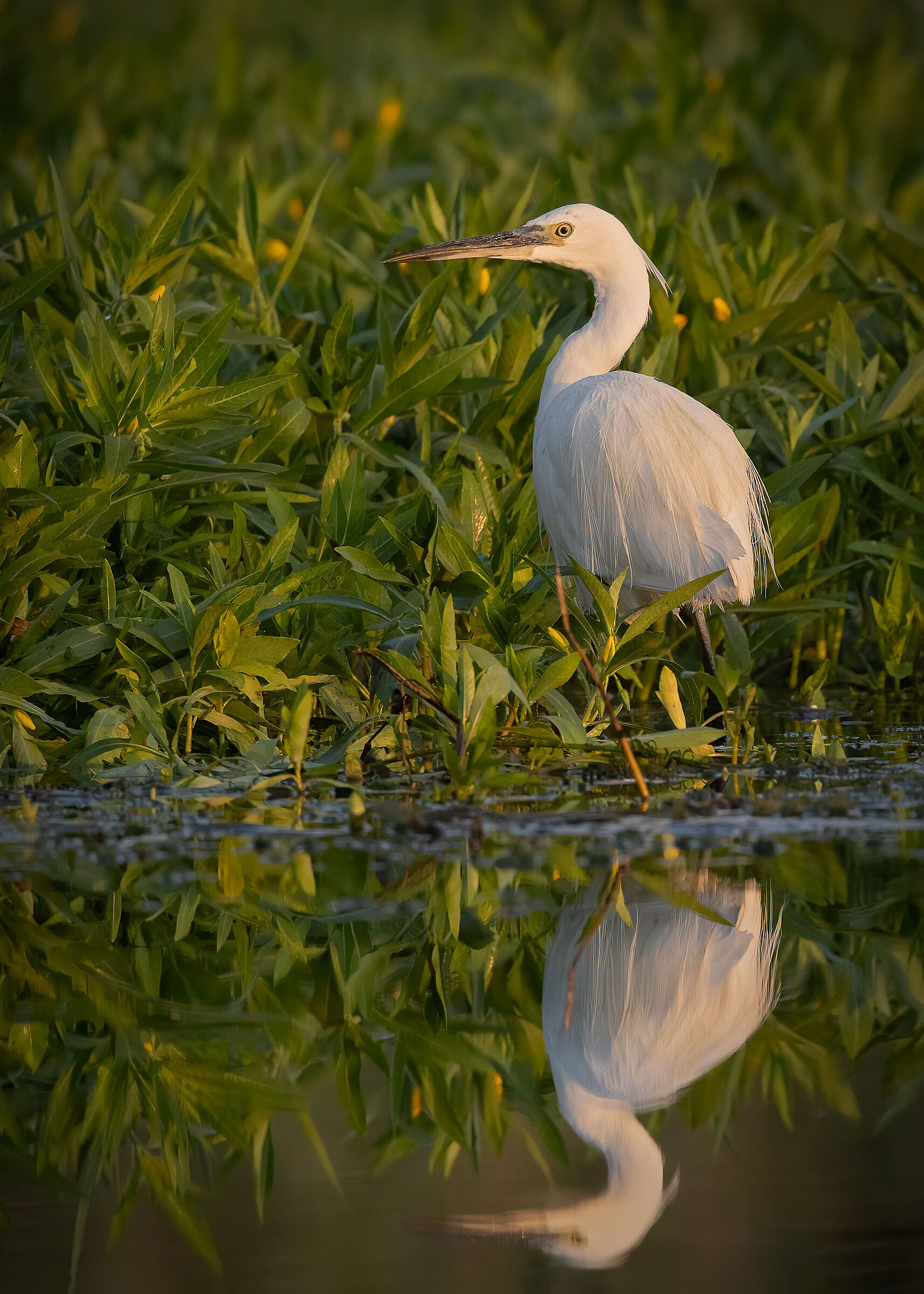 Garzetta alle prime luci