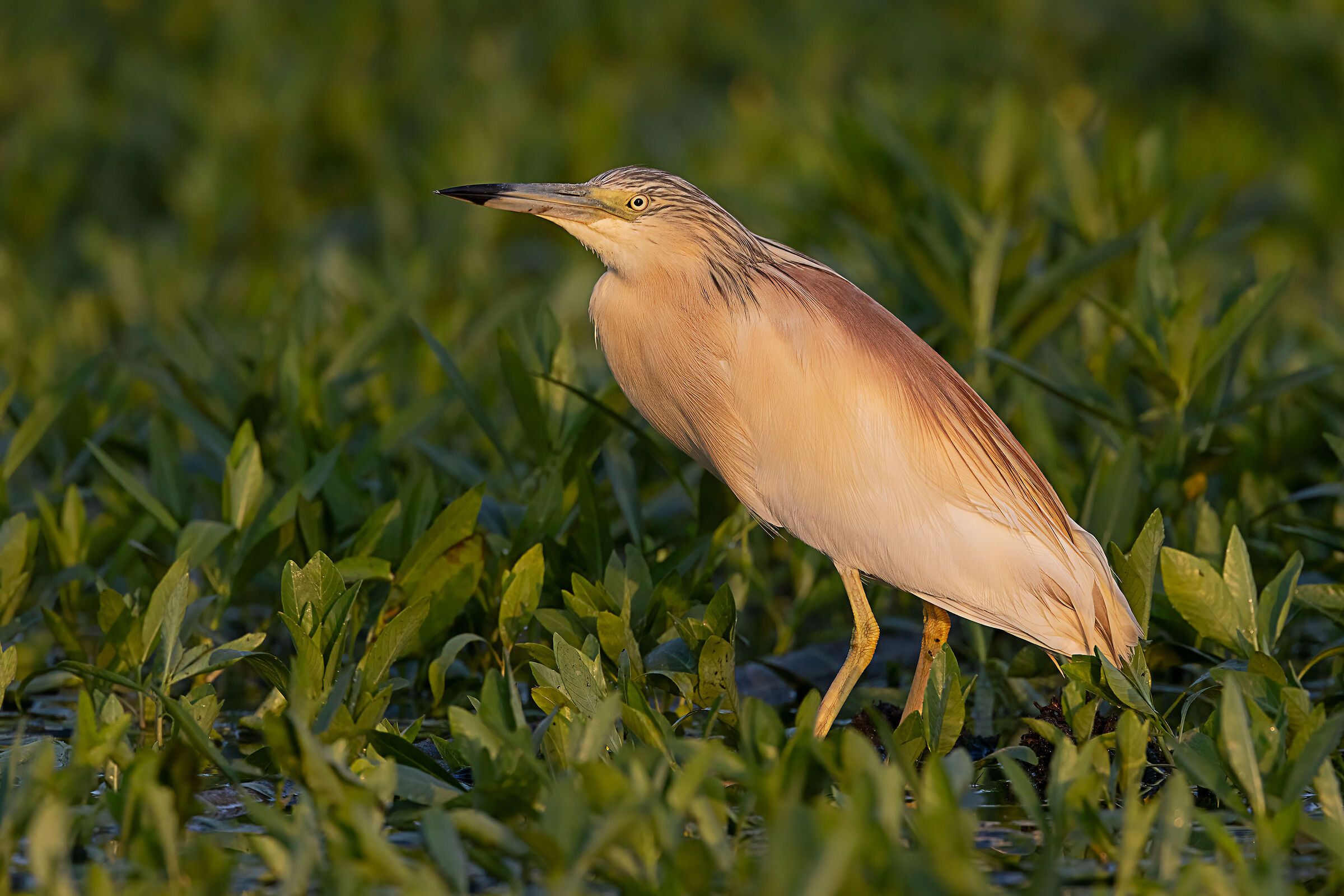 Sgarza ciuffetto alle prime luci