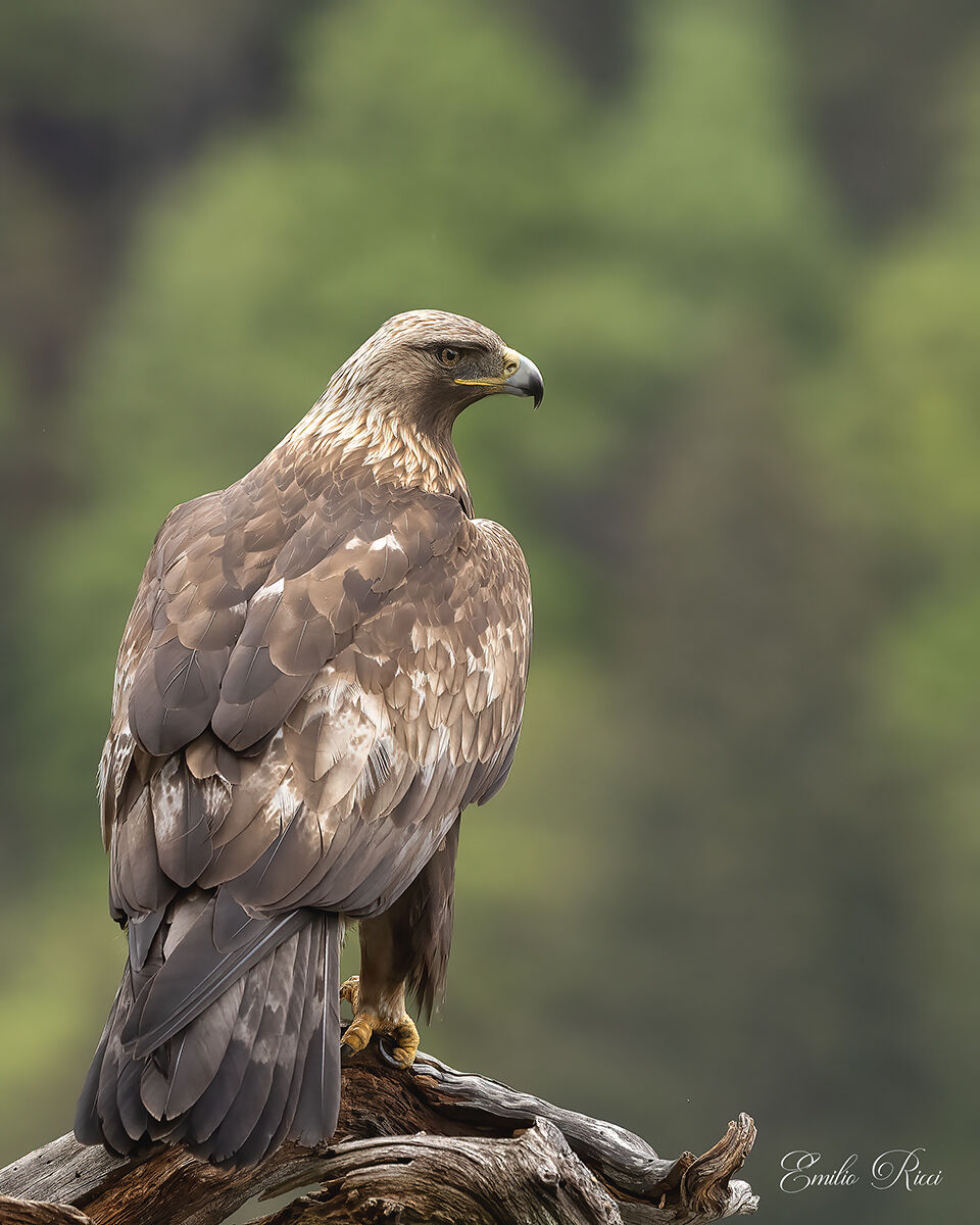 Golden eagle Italian Alps
