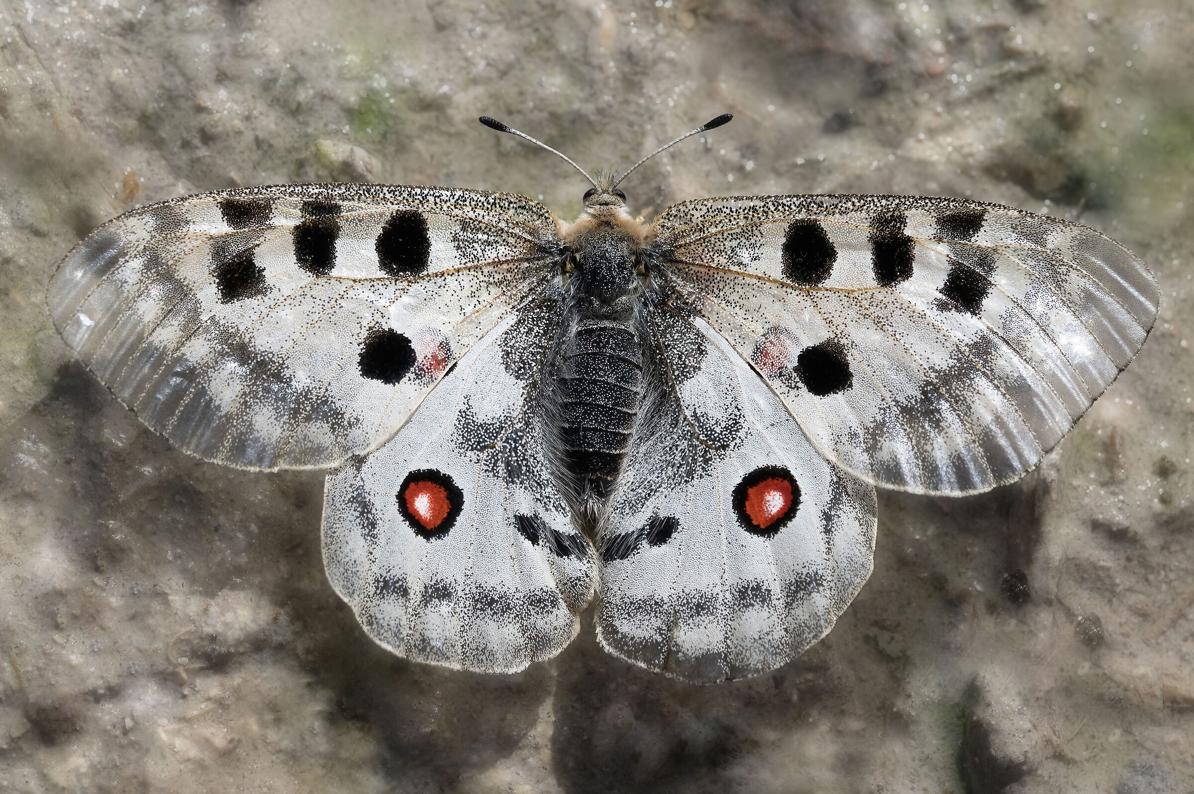Parnassius apollo