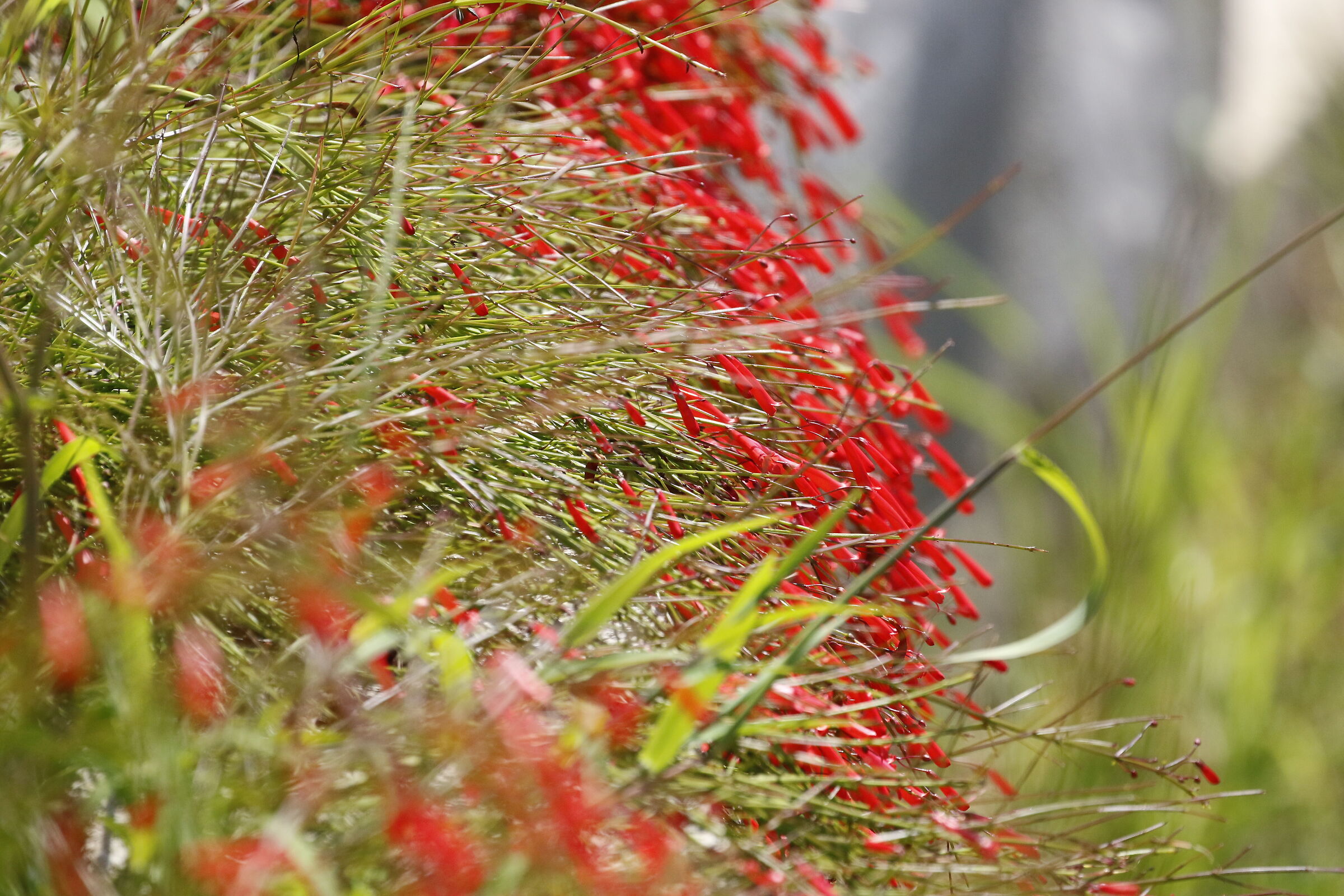 " Crop 6 Cento 40 ", Canon 100- 400 L II, 7 D II