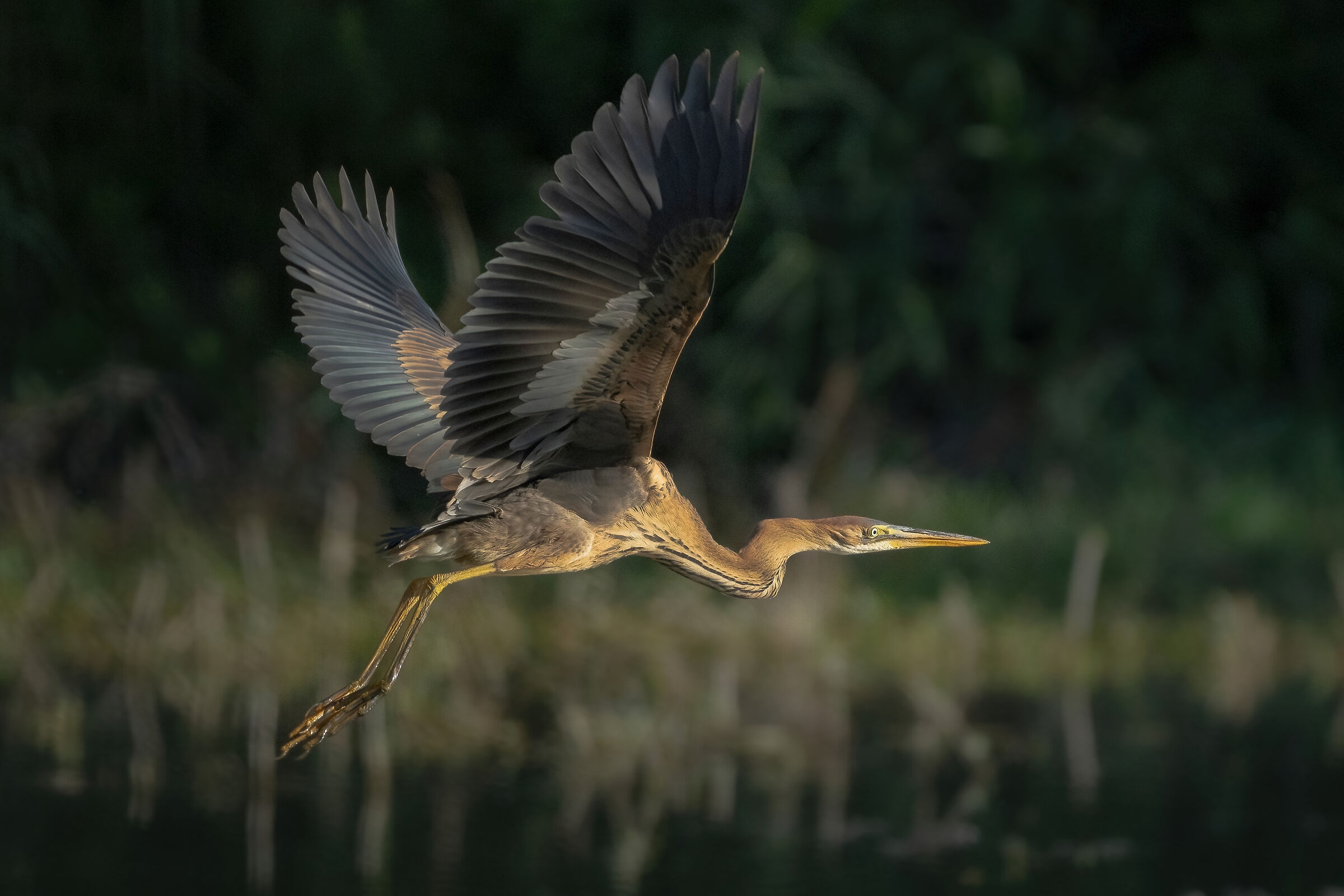 Purple Heron (Ardea purpurea)