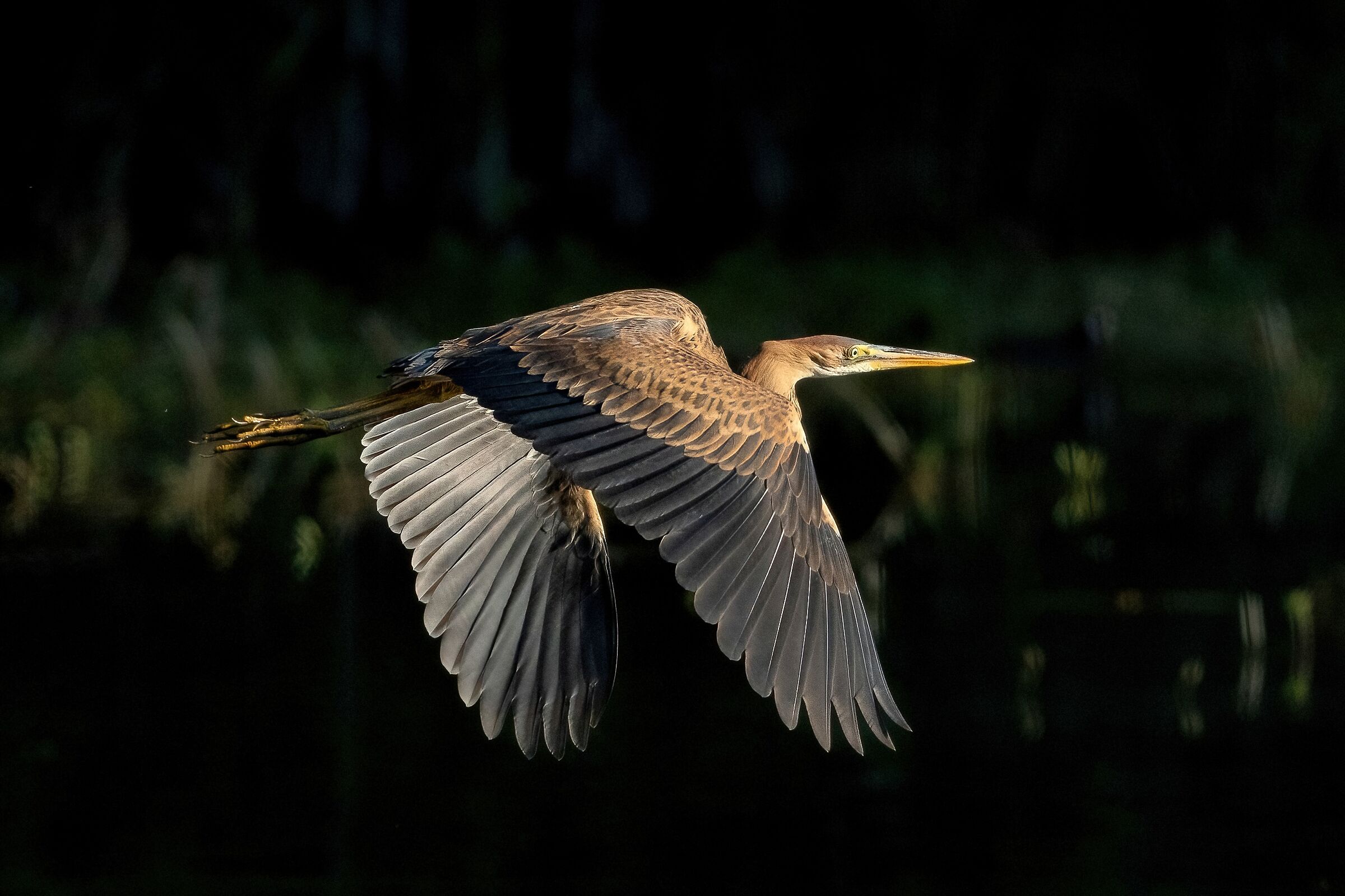 Purple Heron (Ardea purpurea)