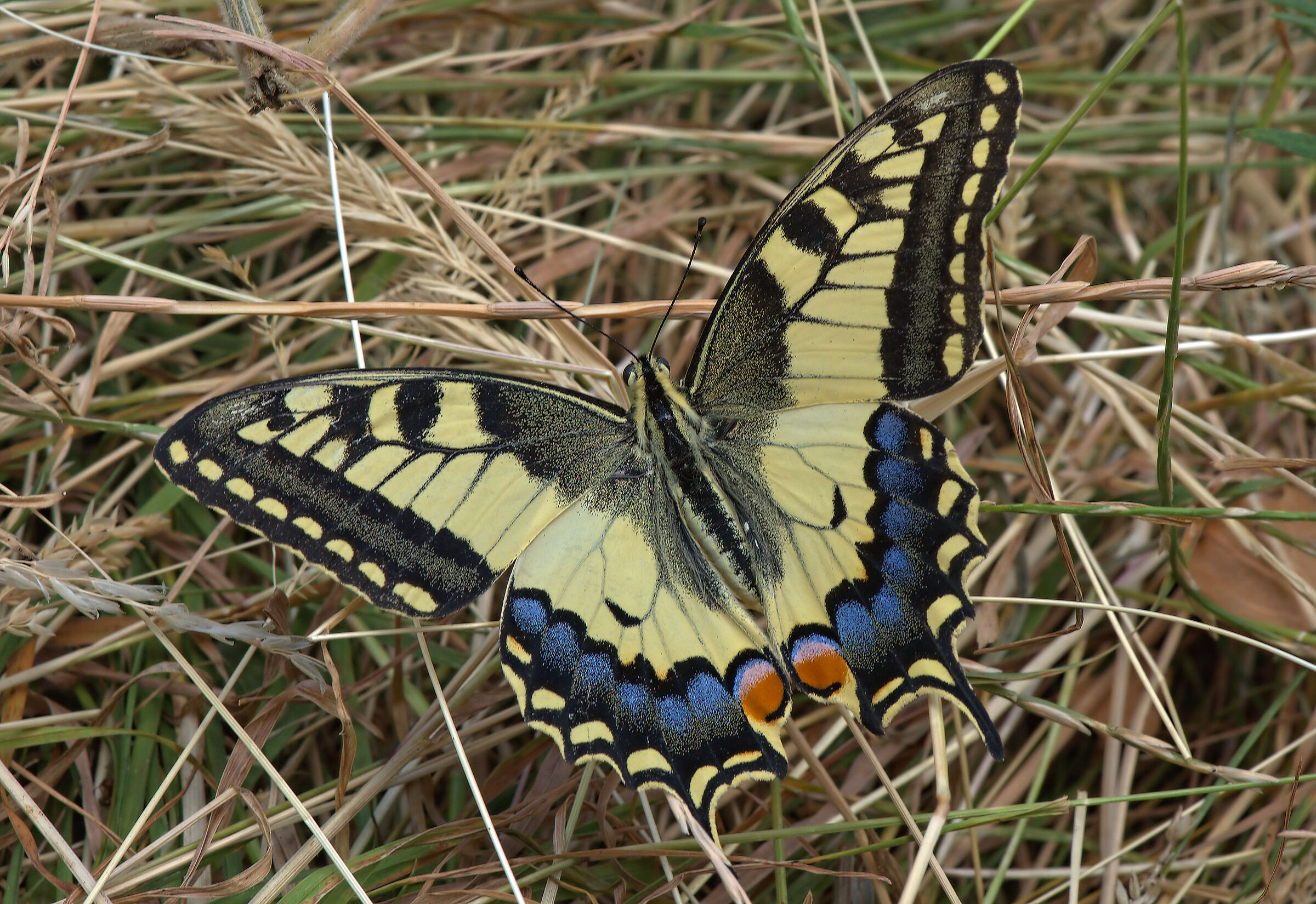 Papilio machaon