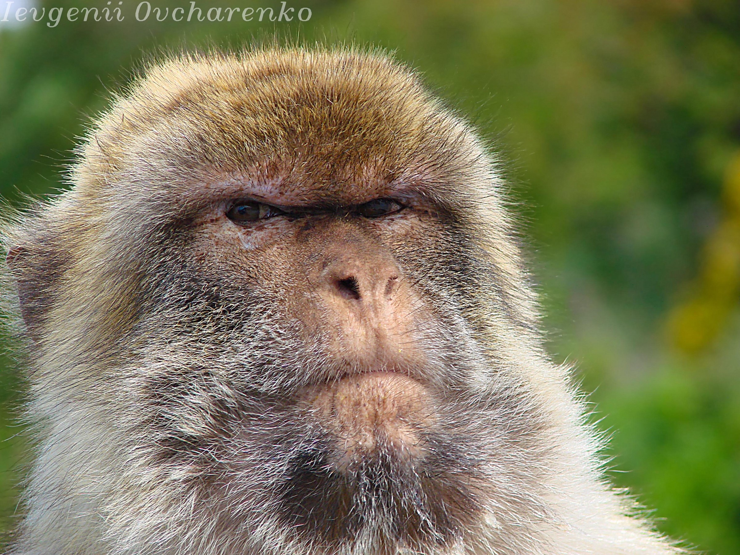 Monkey in Gibraltar