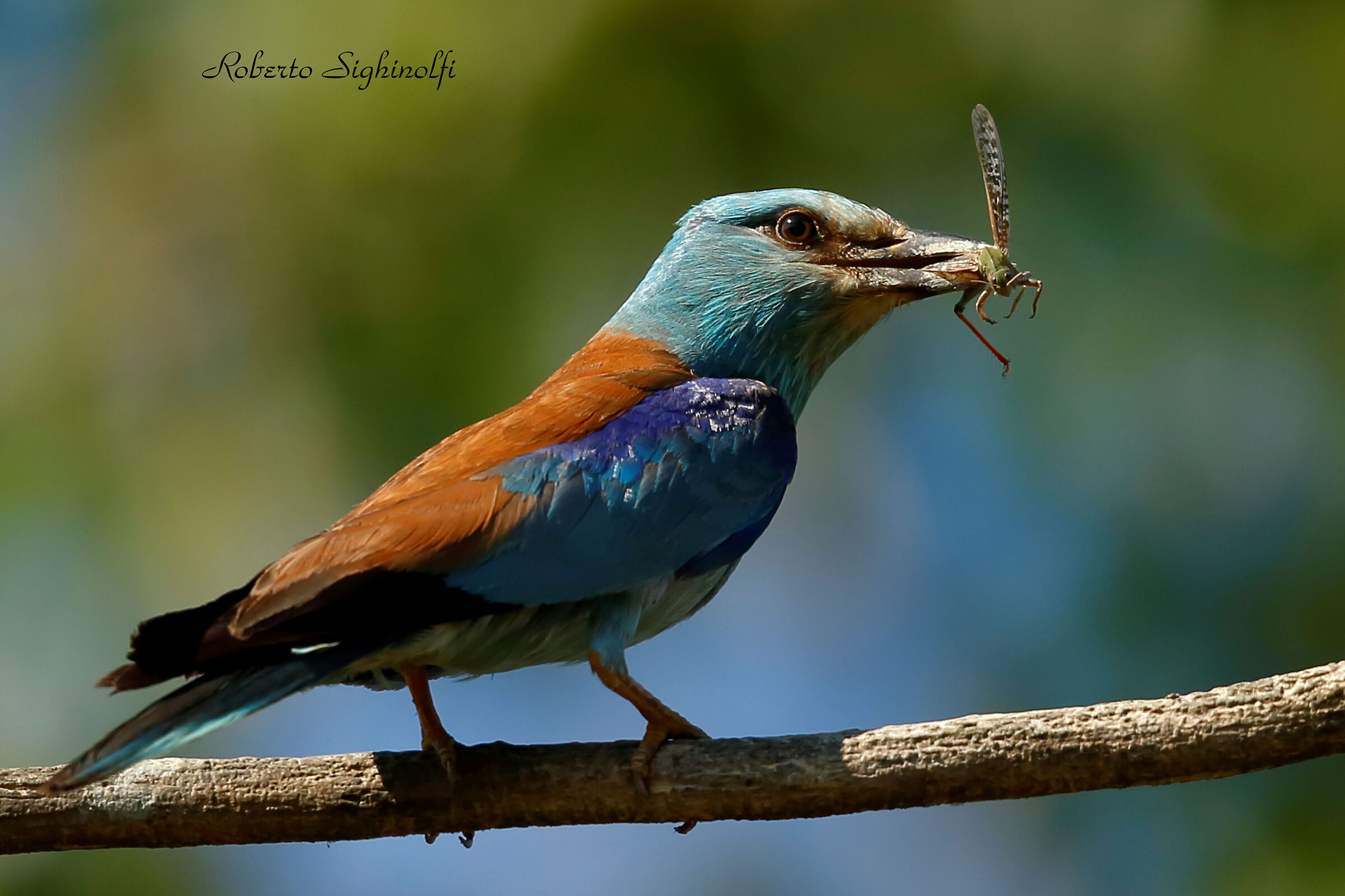 Ghiandaia marina con cavalletta