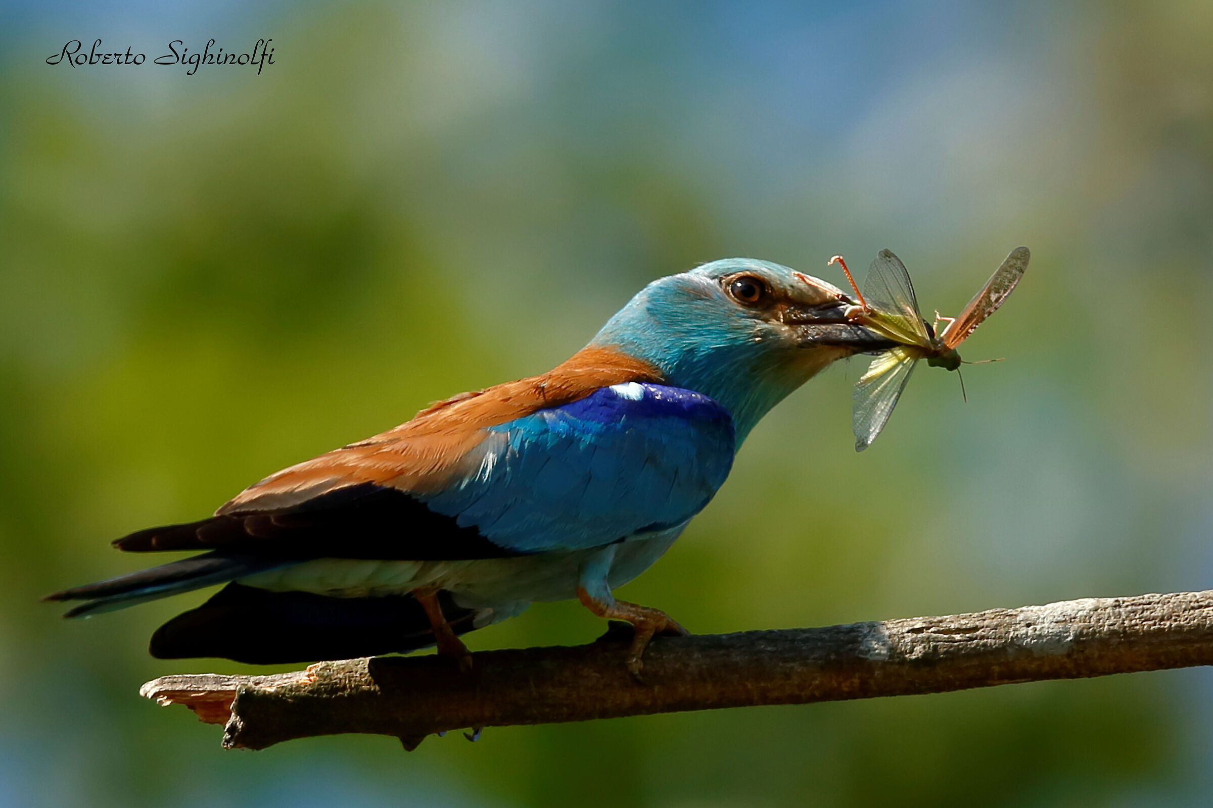 Ghiandaia marina con cavalletta 2