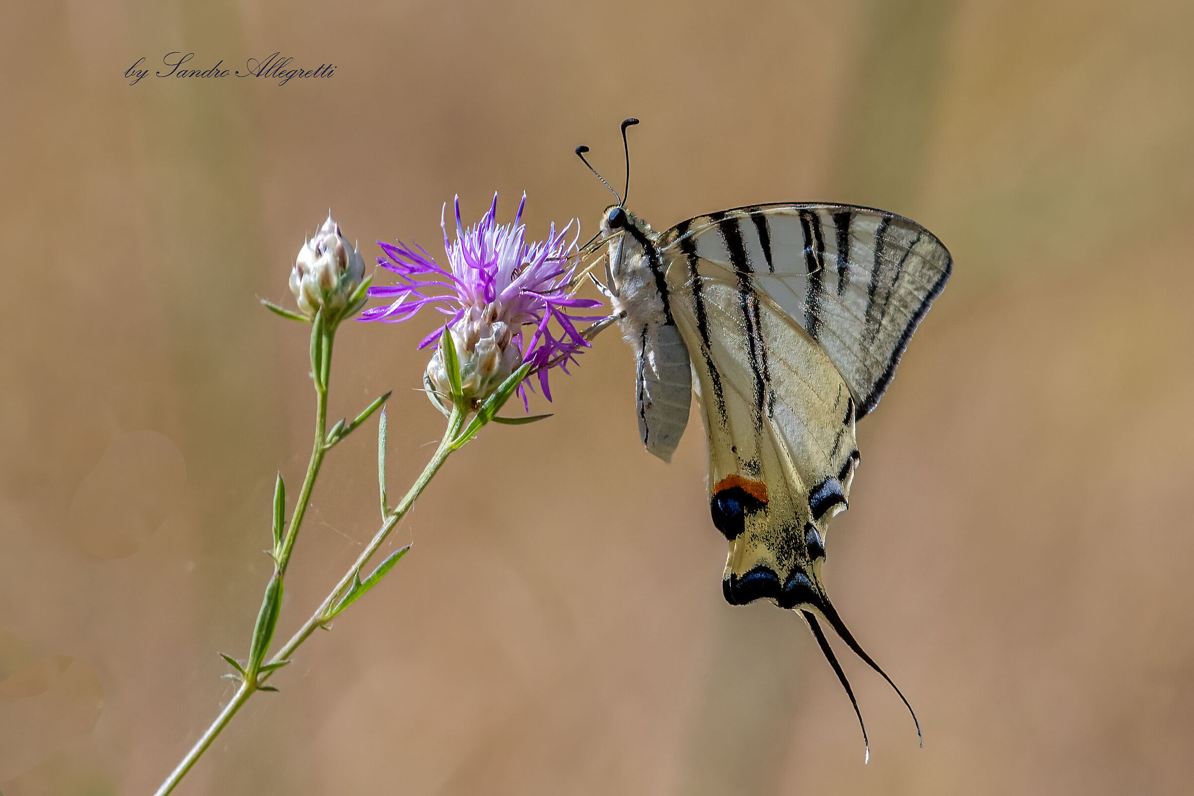 Il podalirio (Iphiclides podalirius)