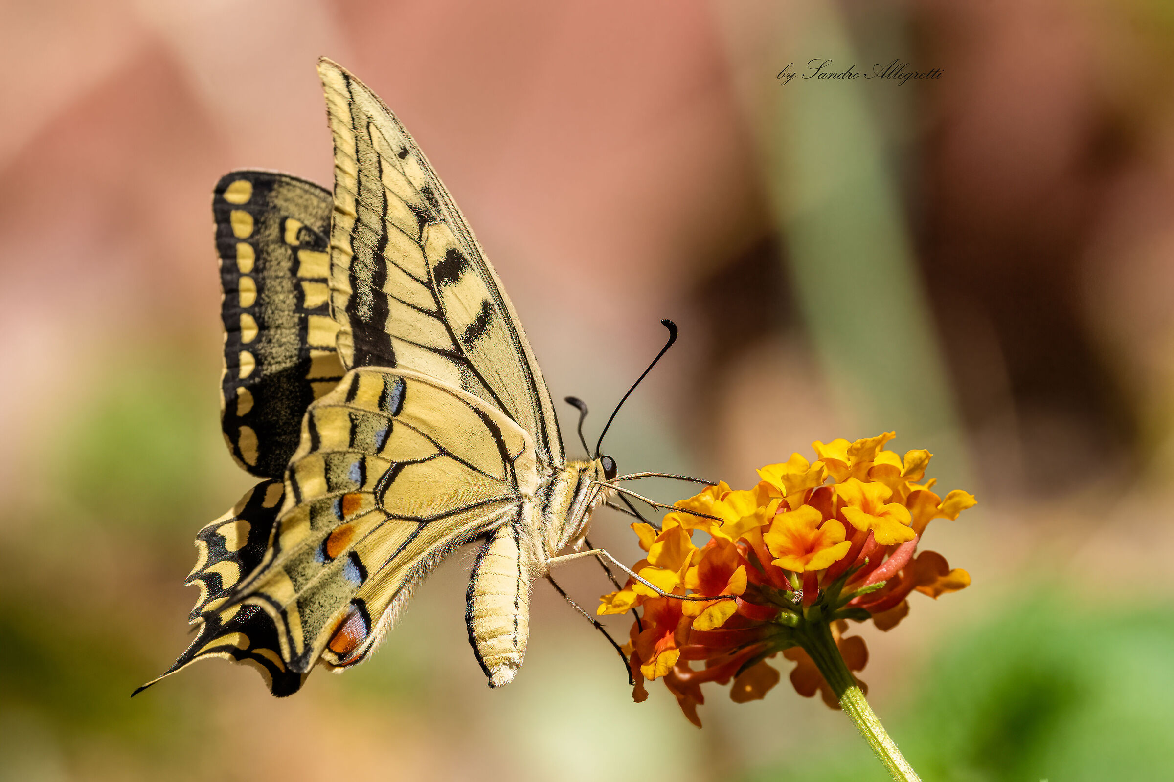 Il macaone (Papilio machaon)