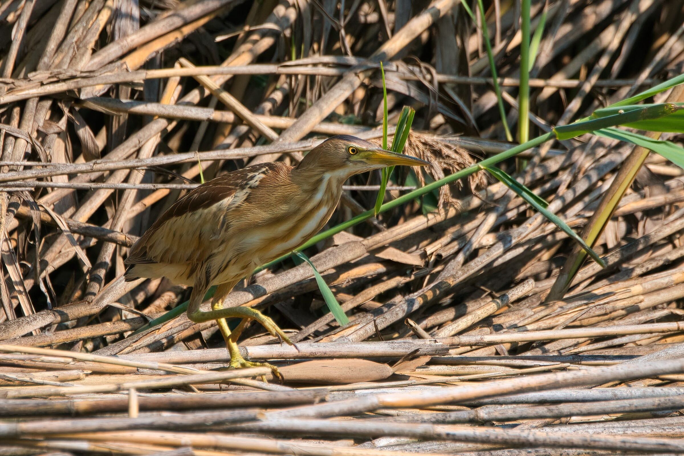 Bittern juv