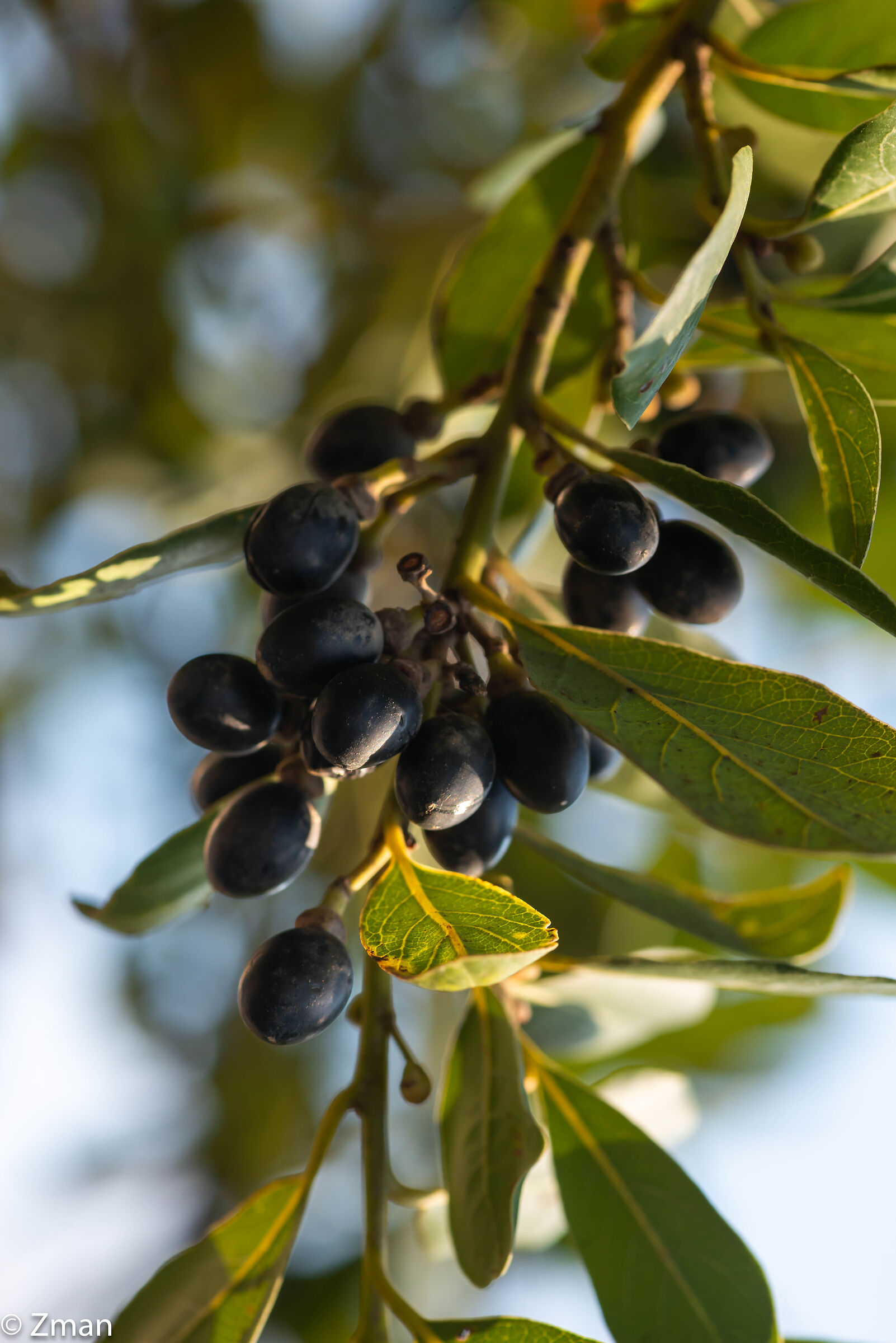 Bay Olives