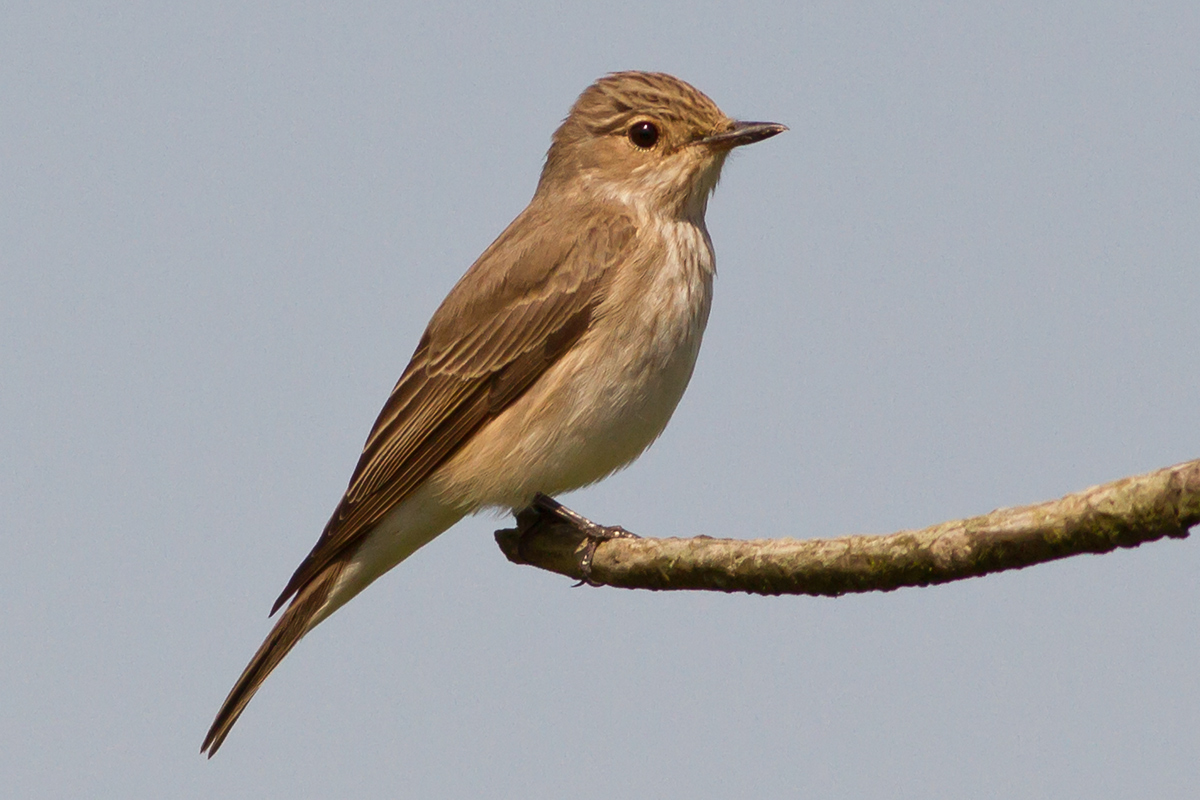 Pigliamosche in primo piano