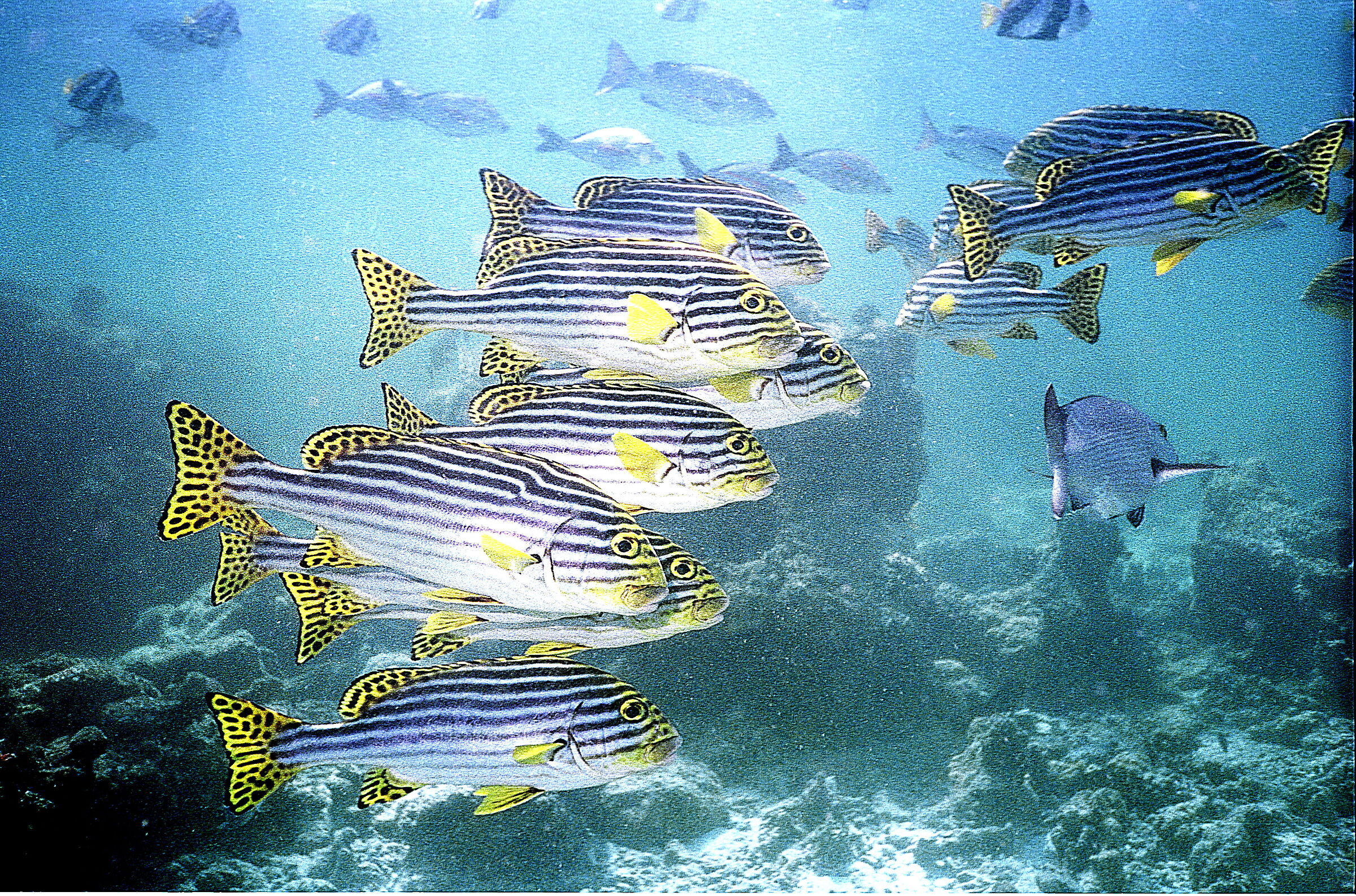Eastern Corvina Maldives (Plecorhynchus orientalis)