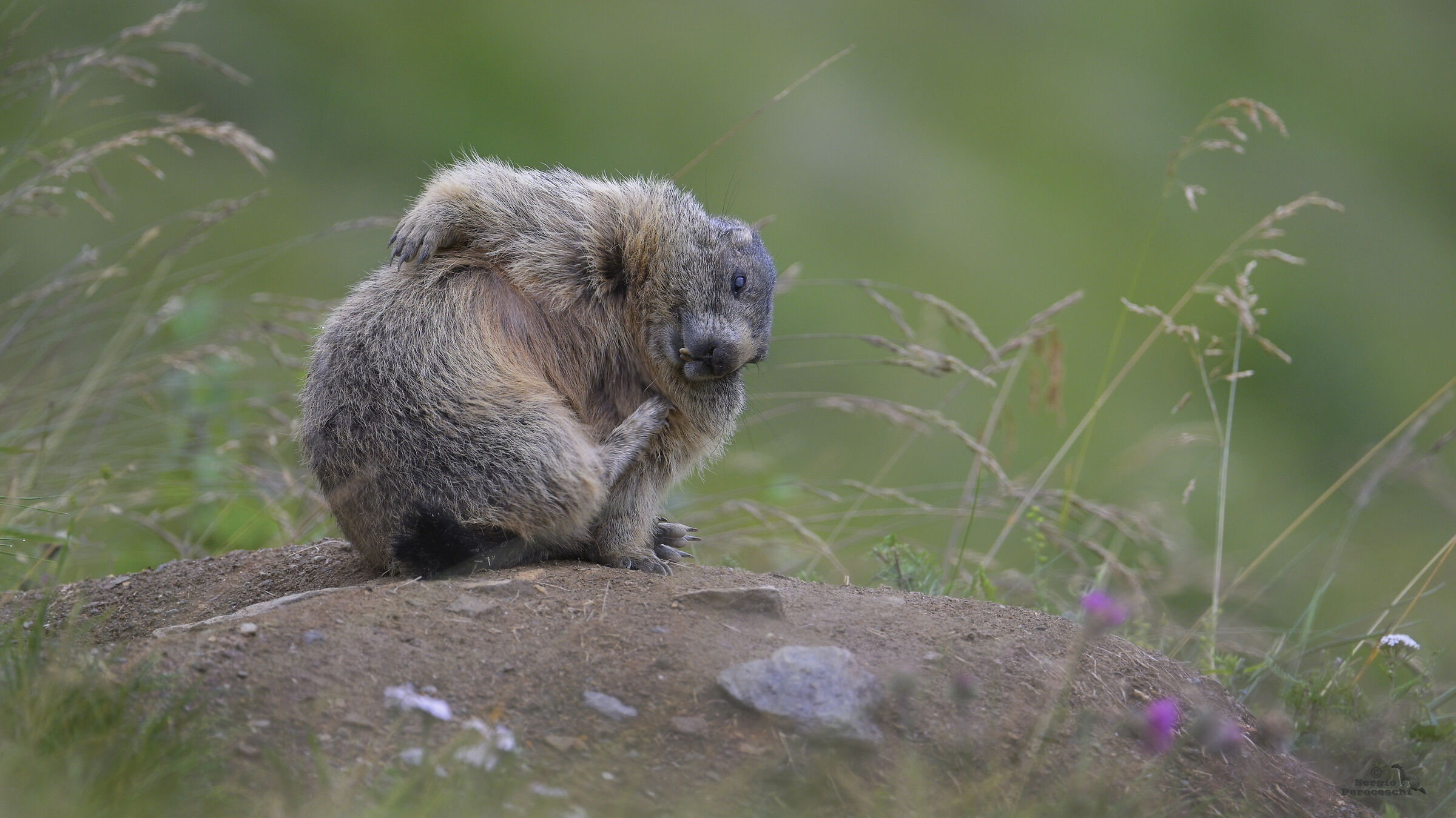 First scratch of the day