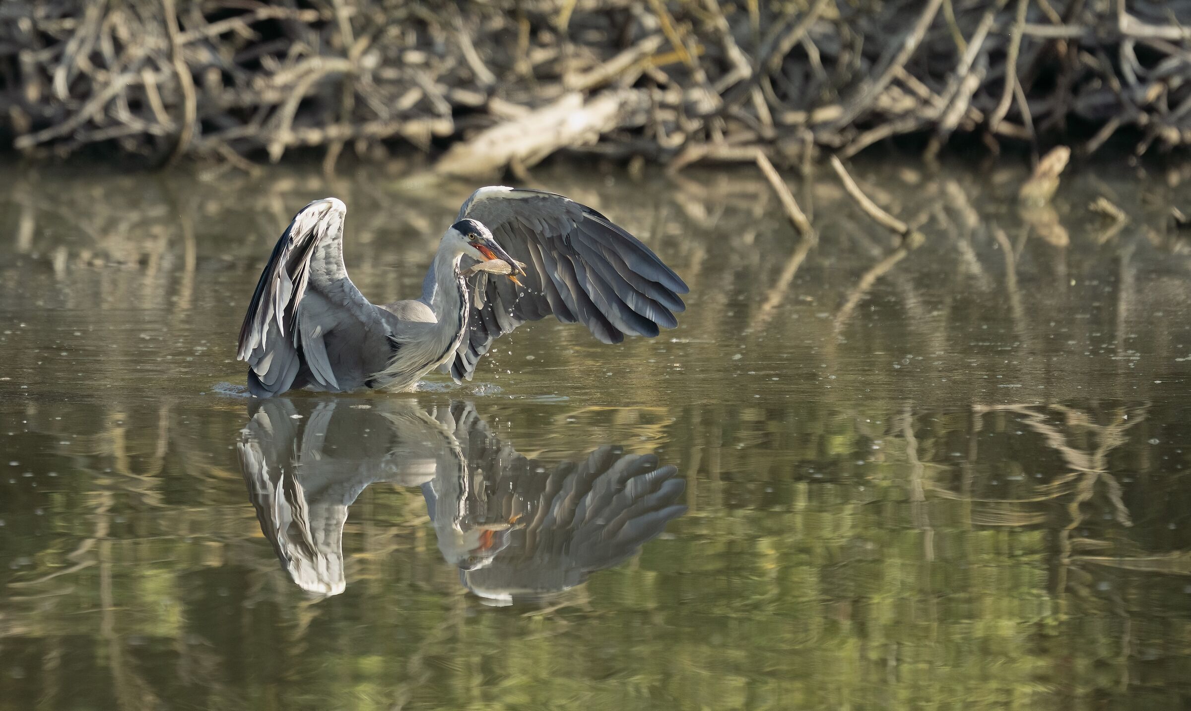 The capture of the gray