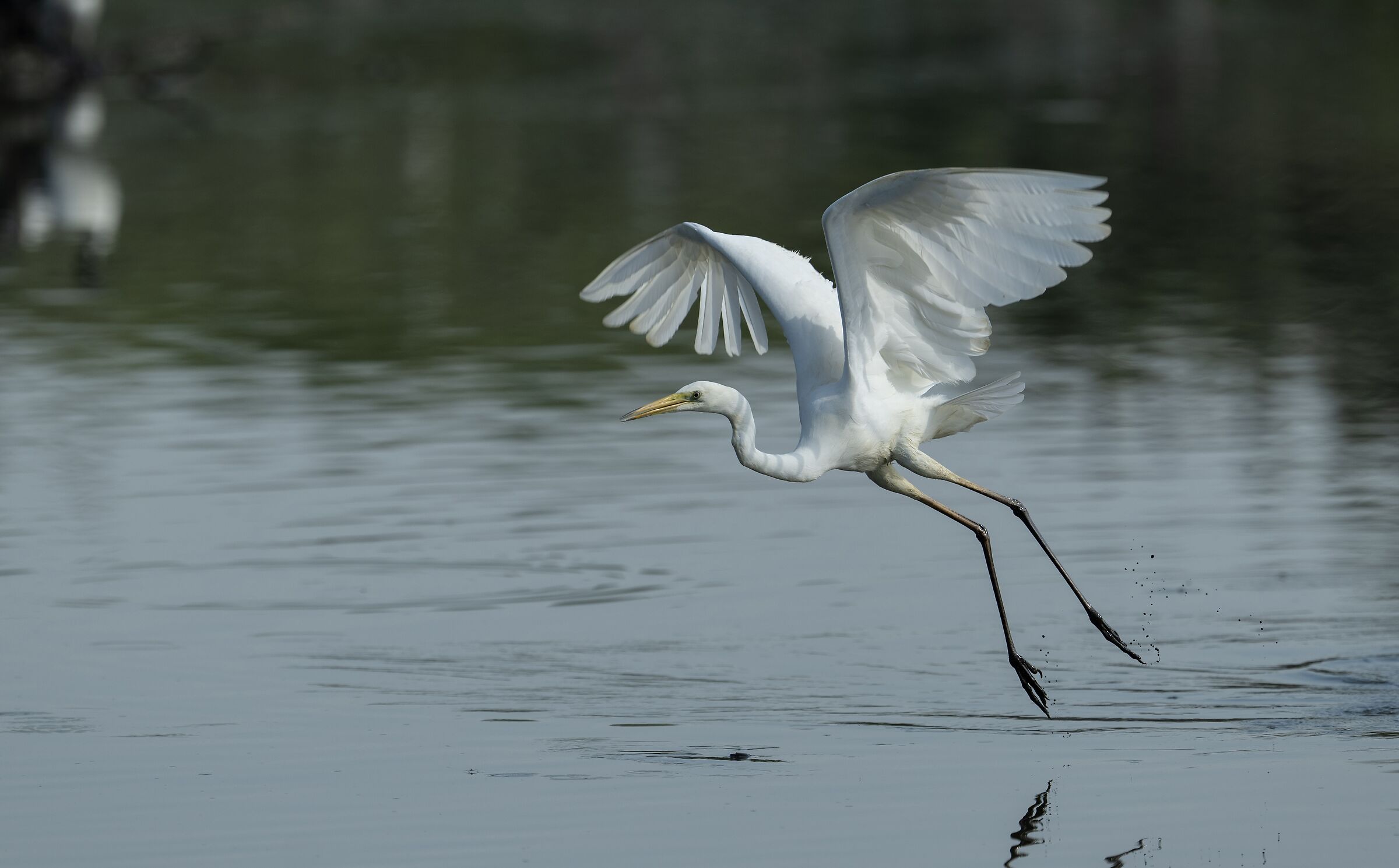 White Heron