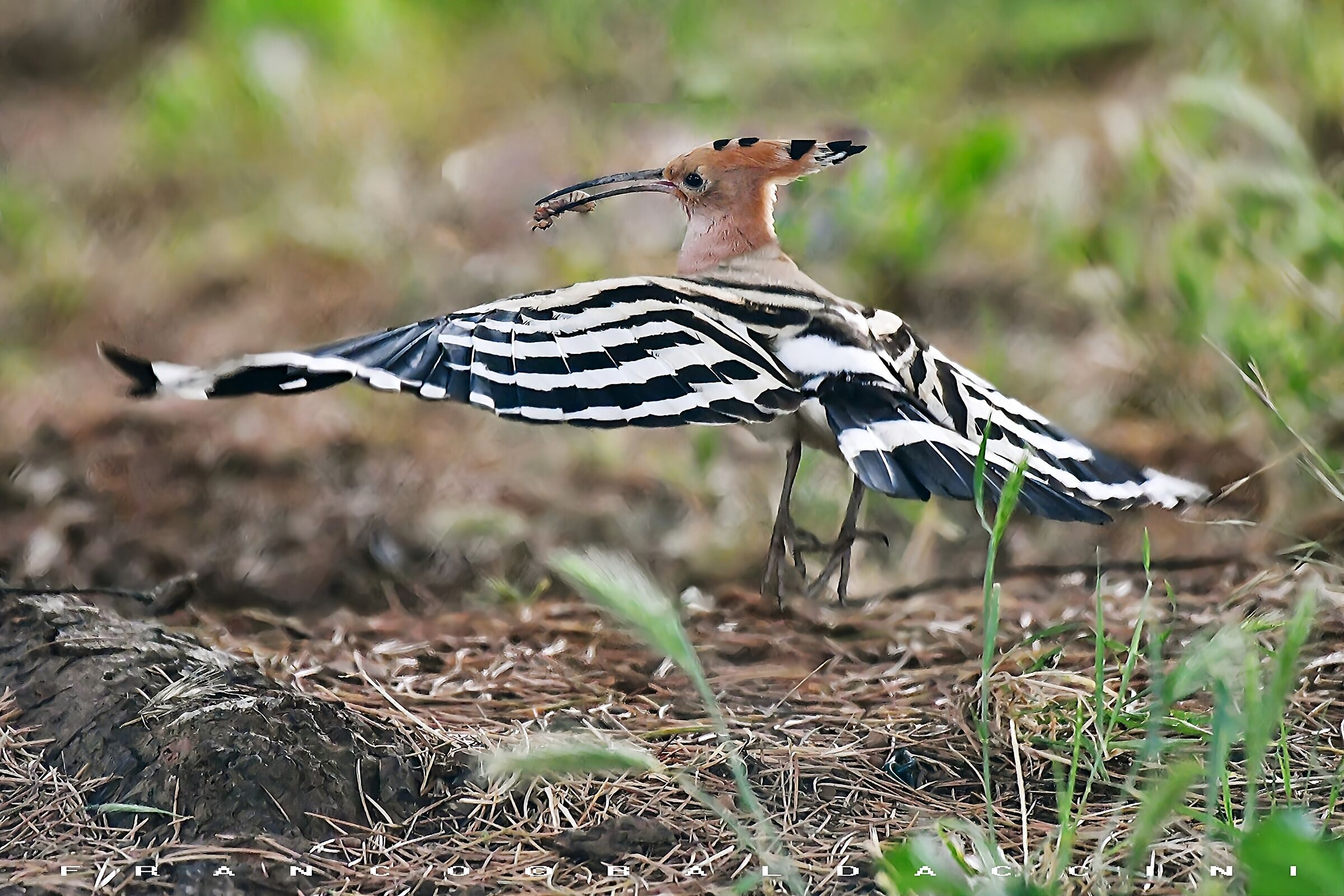 Hoopoe.
