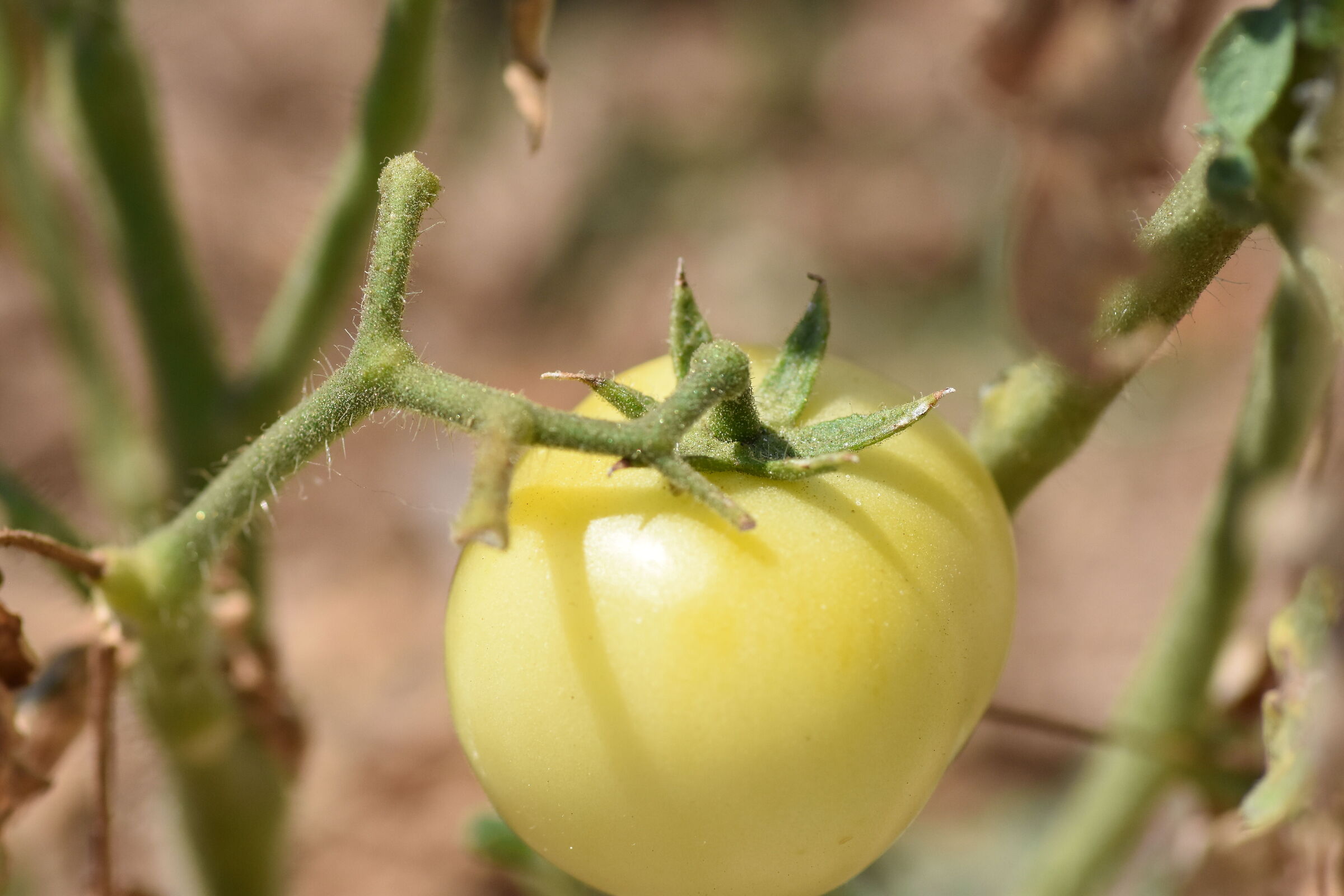 " Macro Tokina 100 F. 2.8 ATX-i, 1/8 Mila- Nikon D 7200