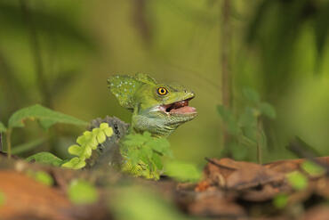 Basiliscus plumifrons