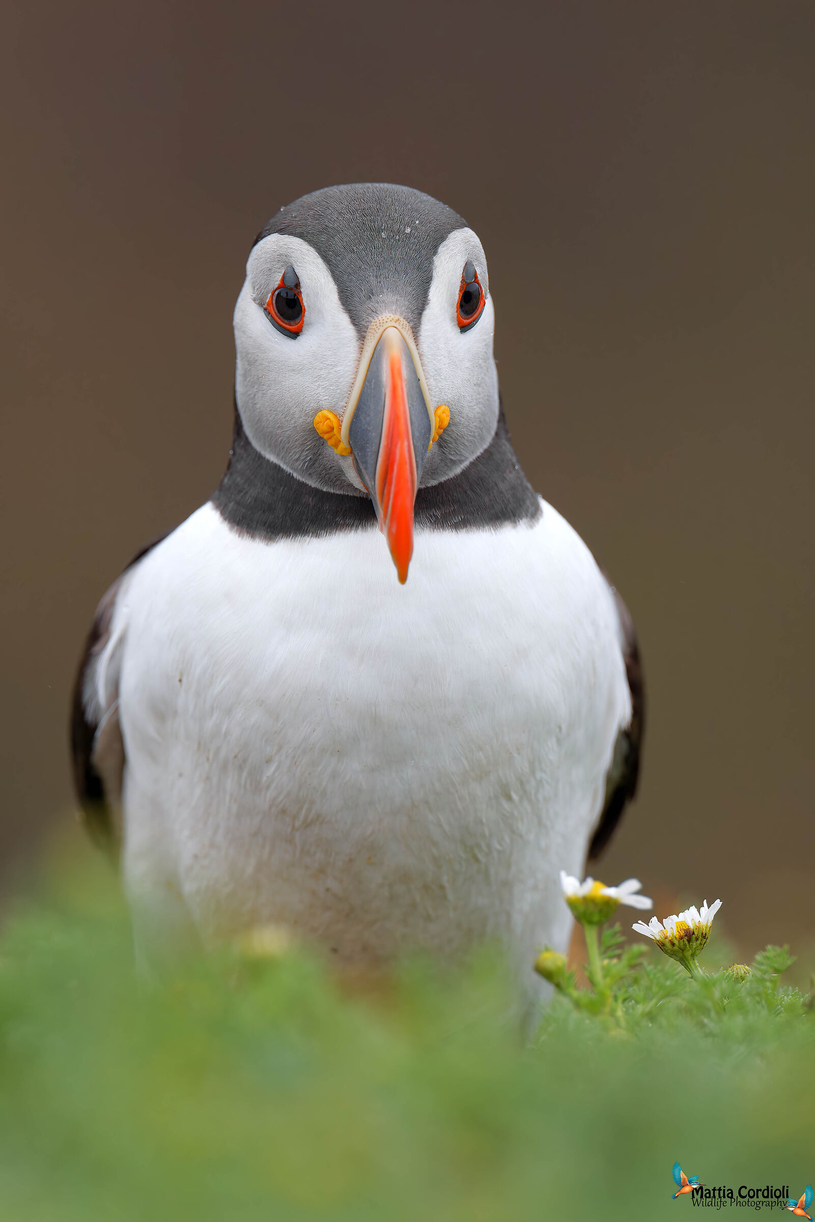 Puffin