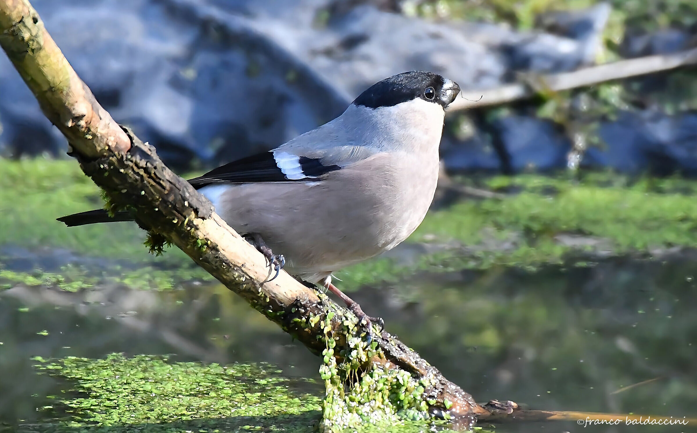 Female bullfinch.